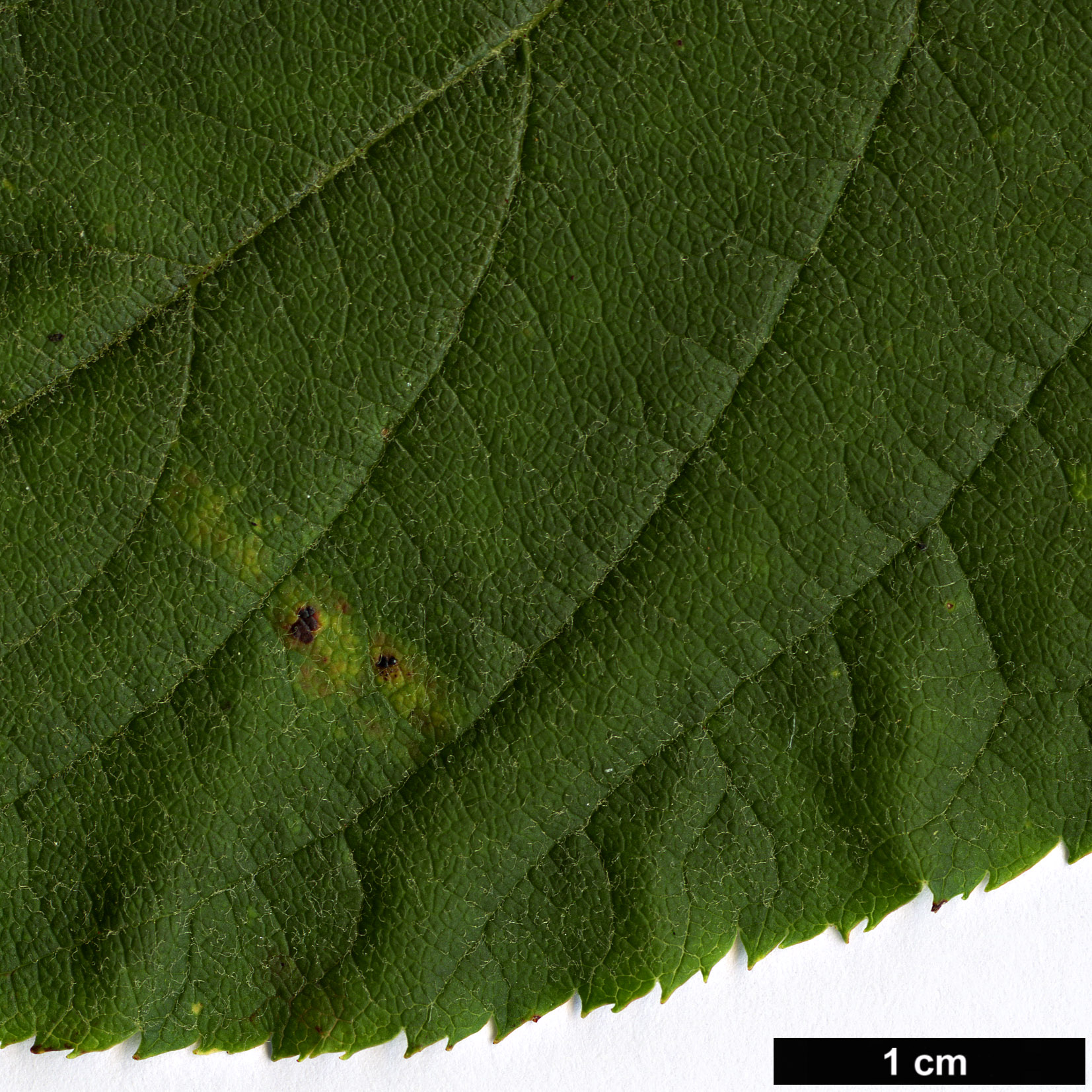 High resolution image: Family: Rosaceae - Genus: Malus - Taxon: yunnanensis High resolution image: Family: Rosaceae - Genus: Malus - Taxon: yunnanensis