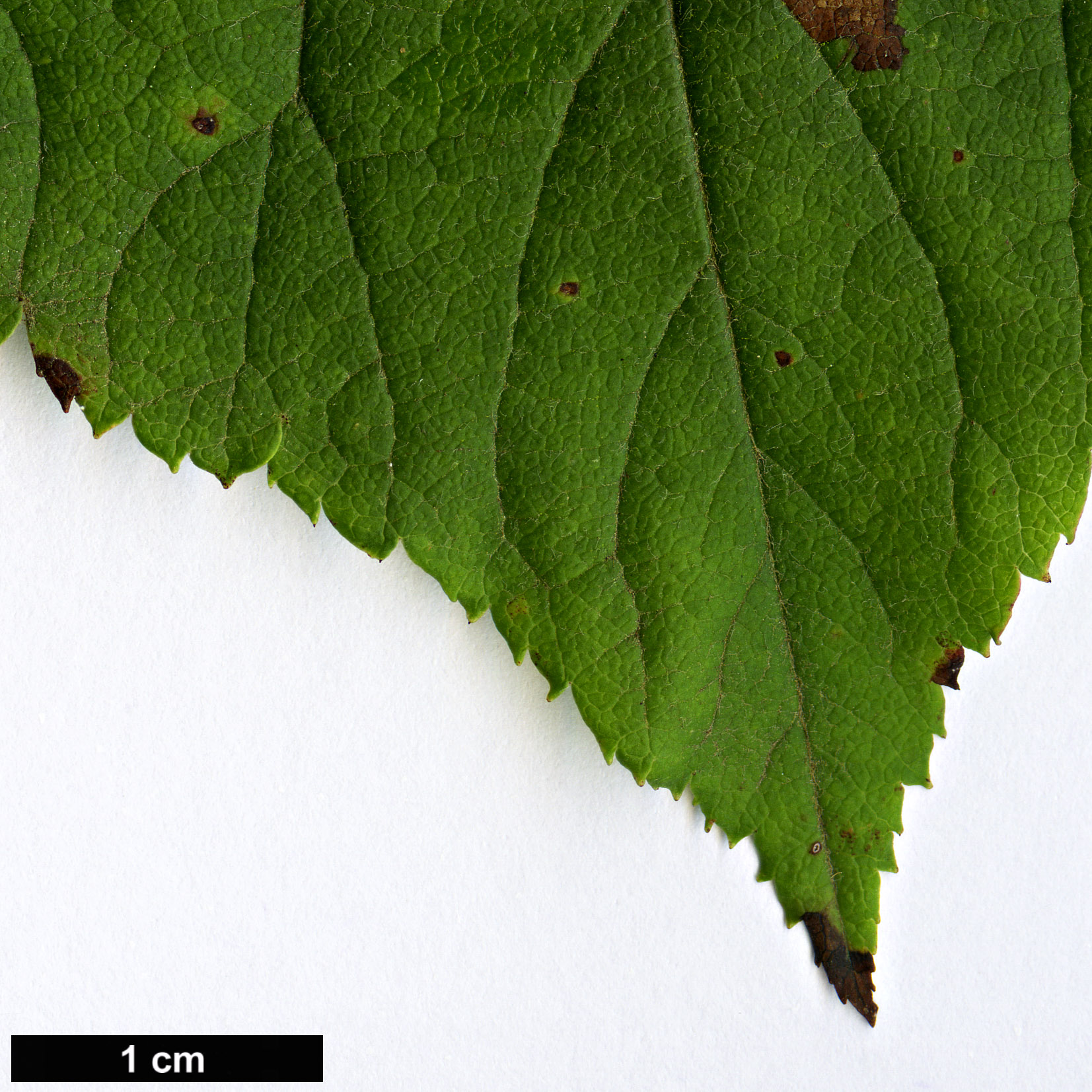 High resolution image: Family: Rosaceae - Genus: Malus - Taxon: yunnanensis High resolution image: Family: Rosaceae - Genus: Malus - Taxon: yunnanensis