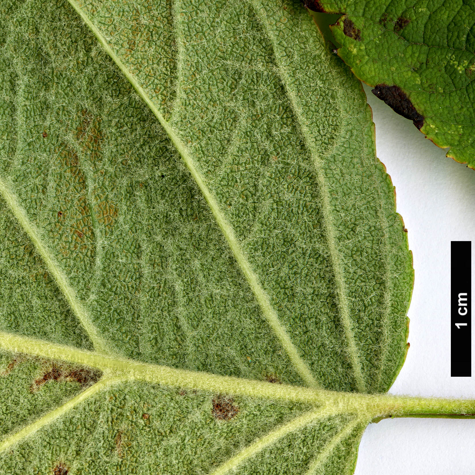 High resolution image: Family: Rosaceae - Genus: Malus - Taxon: yunnanensis High resolution image: Family: Rosaceae - Genus: Malus - Taxon: yunnanensis