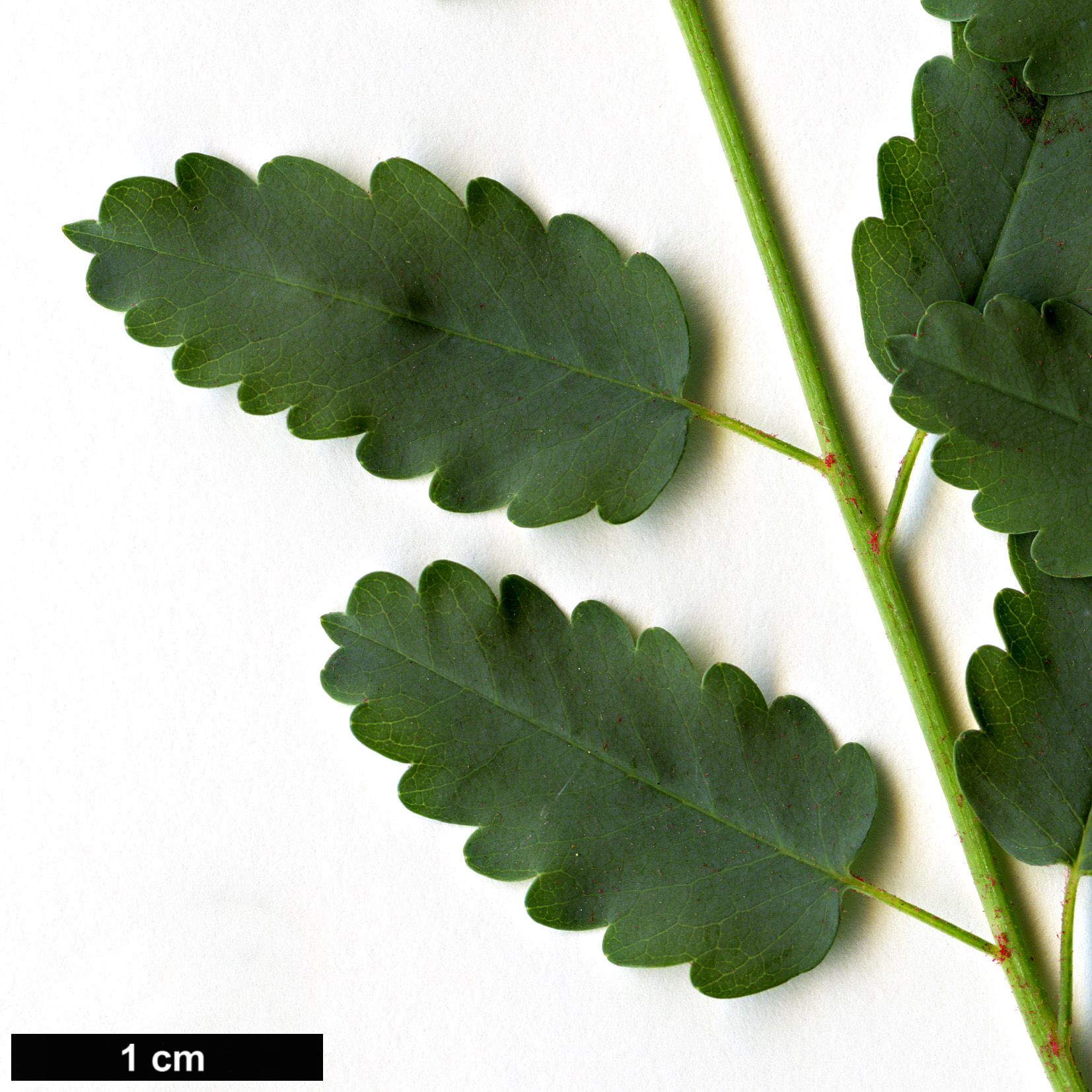 High resolution image: Family: Rosaceae - Genus: Marcetella - Taxon: moquiniana