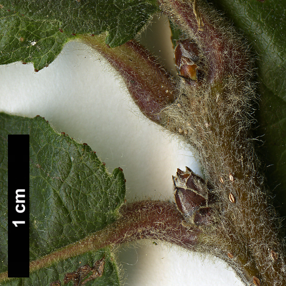 High resolution image: Family: Rosaceae - Genus: Mespilus - Taxon: germanica High resolution image: Family: Rosaceae - Genus: Mespilus - Taxon: germanica