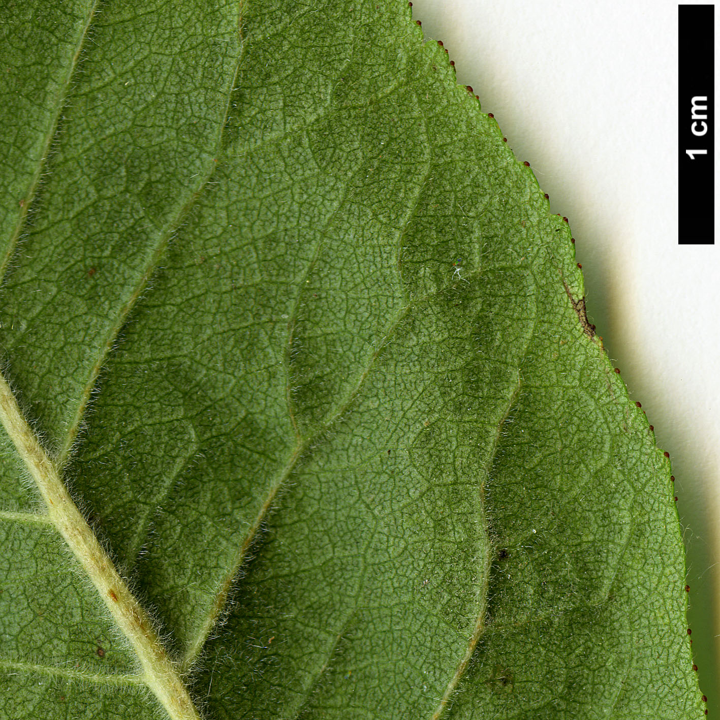 High resolution image: Family: Rosaceae - Genus: Mespilus - Taxon: germanica High resolution image: Family: Rosaceae - Genus: Mespilus - Taxon: germanica