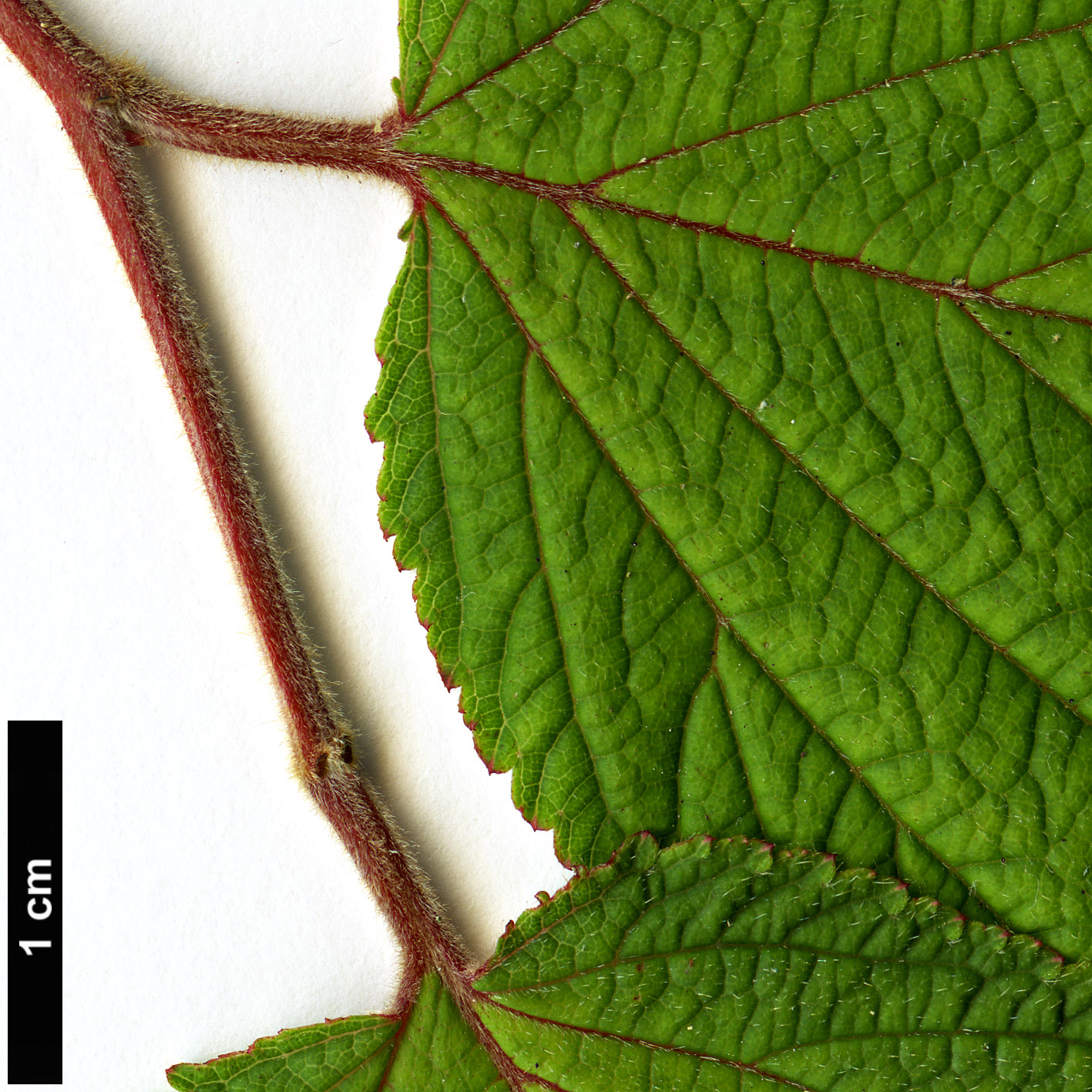 High resolution image: Family: Rosaceae - Genus: Neillia - Taxon: ribesioides