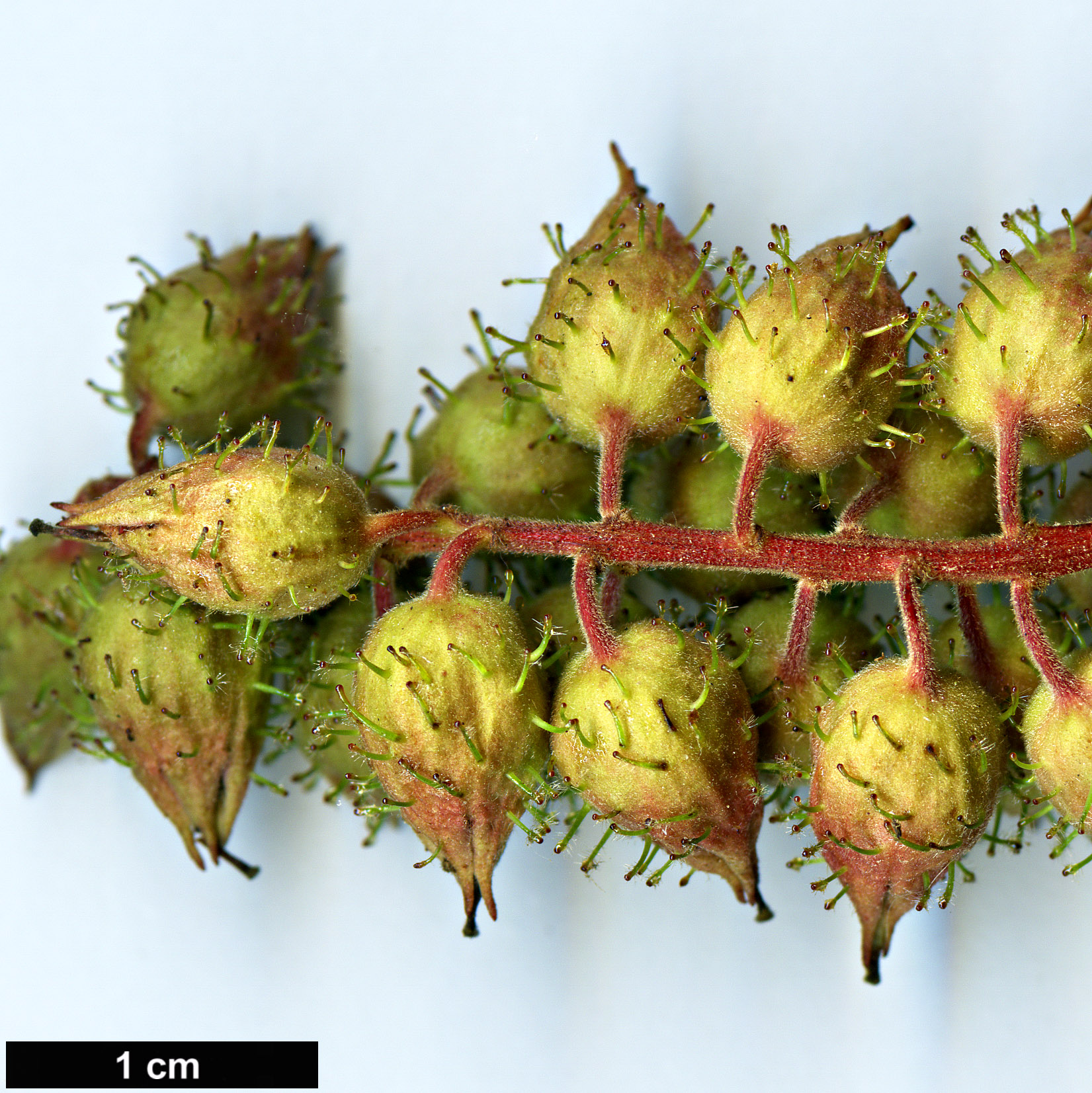 High resolution image: Family: Rosaceae - Genus: Neillia - Taxon: ribesioides