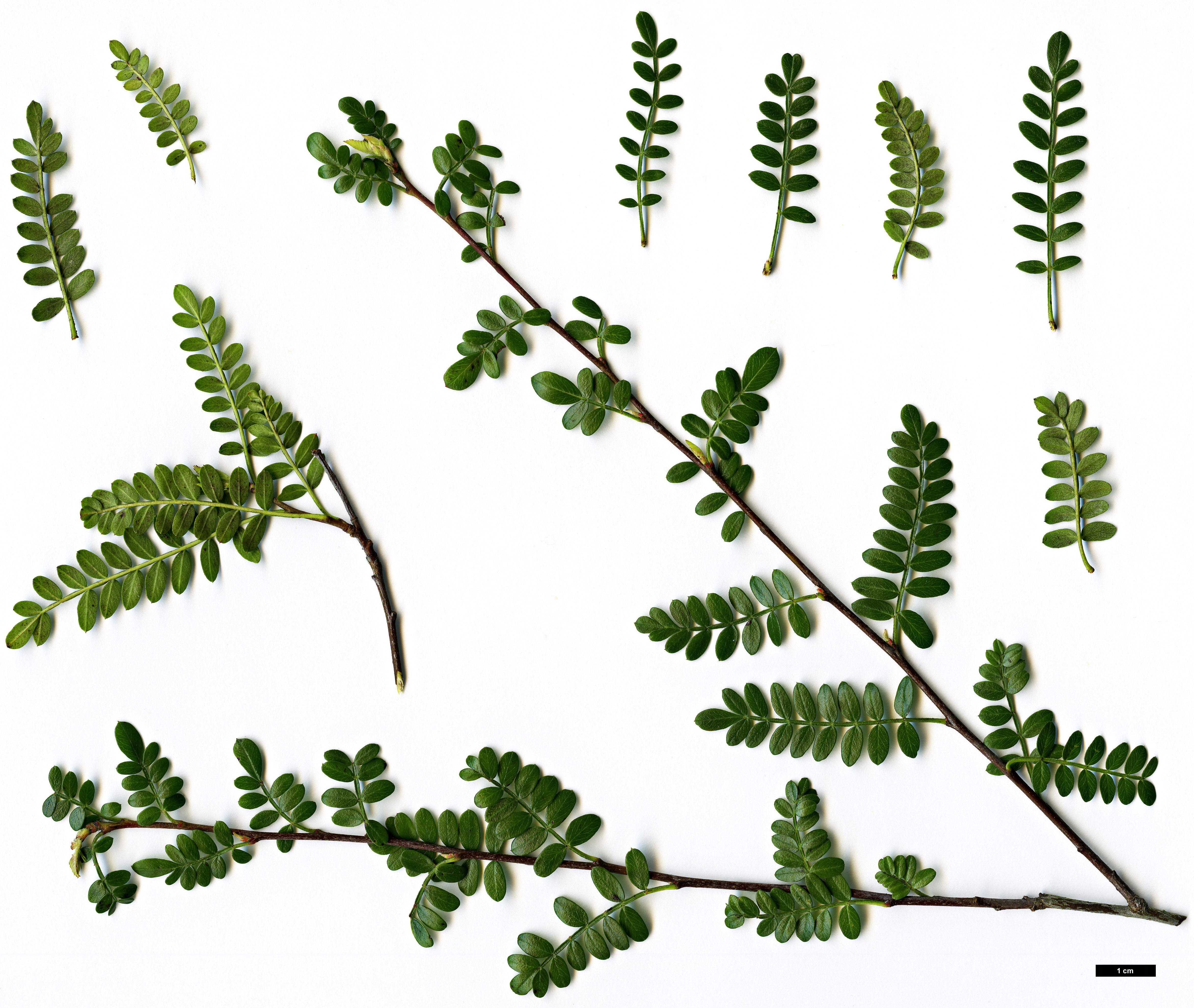 High resolution image: Family: Rosaceae - Genus: Osteomeles - Taxon: schweriniae High resolution image: Family: Rosaceae - Genus: Osteomeles - Taxon: schweriniae