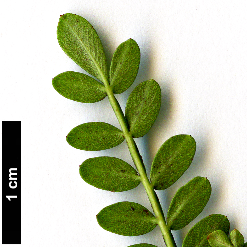 High resolution image: Family: Rosaceae - Genus: Osteomeles - Taxon: schweriniae High resolution image: Family: Rosaceae - Genus: Osteomeles - Taxon: schweriniae