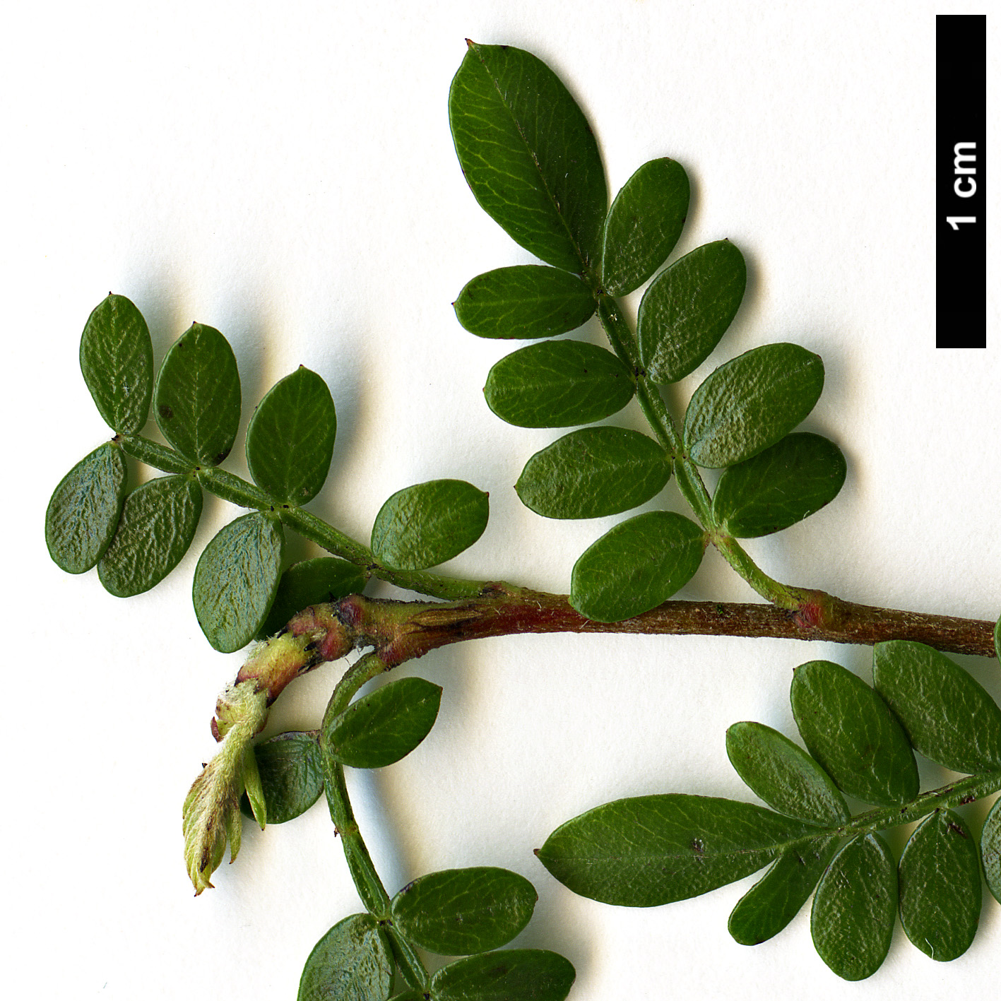 High resolution image: Family: Rosaceae - Genus: Osteomeles - Taxon: schweriniae High resolution image: Family: Rosaceae - Genus: Osteomeles - Taxon: schweriniae