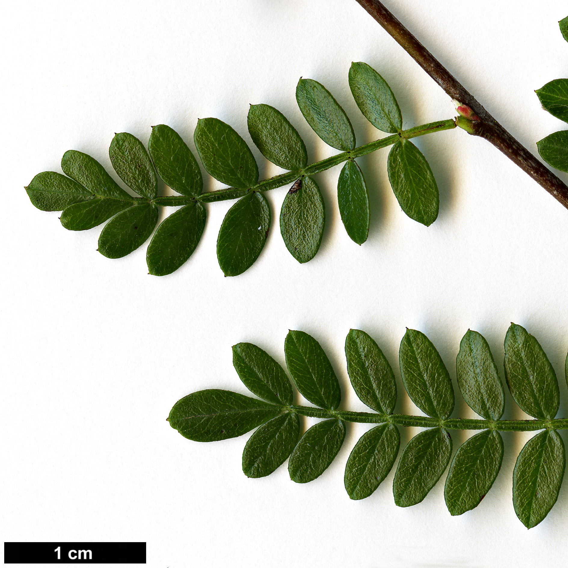 High resolution image: Family: Rosaceae - Genus: Osteomeles - Taxon: schweriniae High resolution image: Family: Rosaceae - Genus: Osteomeles - Taxon: schweriniae