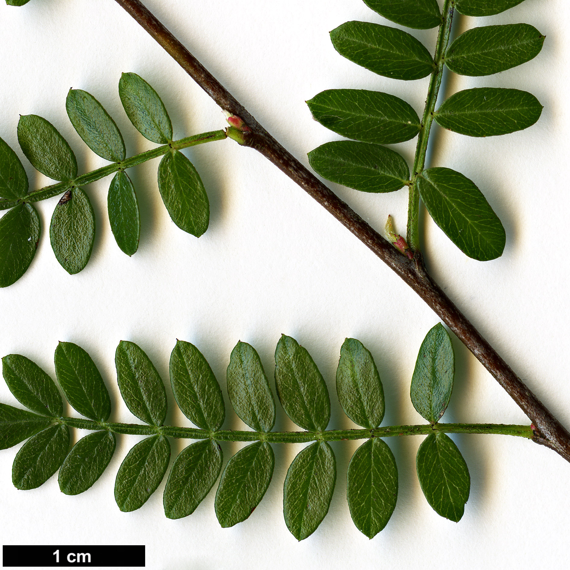 High resolution image: Family: Rosaceae - Genus: Osteomeles - Taxon: schweriniae High resolution image: Family: Rosaceae - Genus: Osteomeles - Taxon: schweriniae