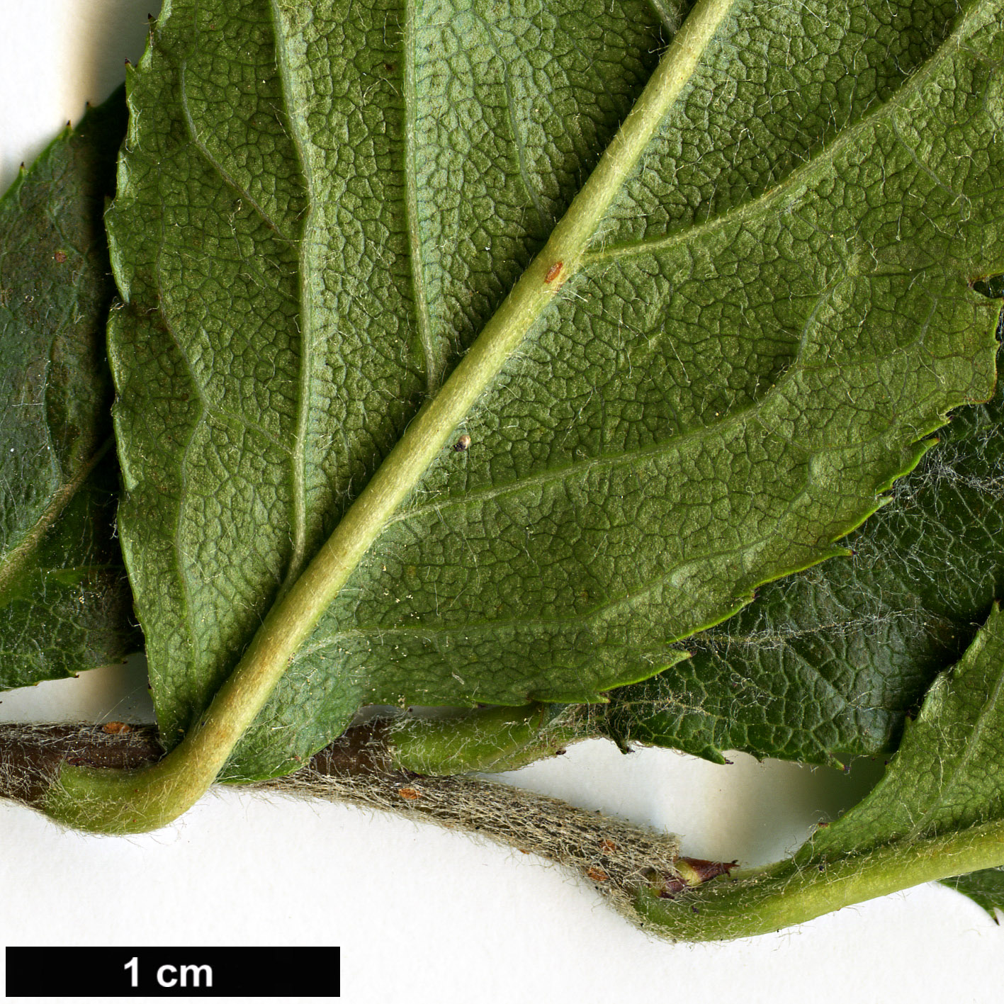 High resolution image: Family: Rosaceae - Genus: Photinia - Taxon: arguta