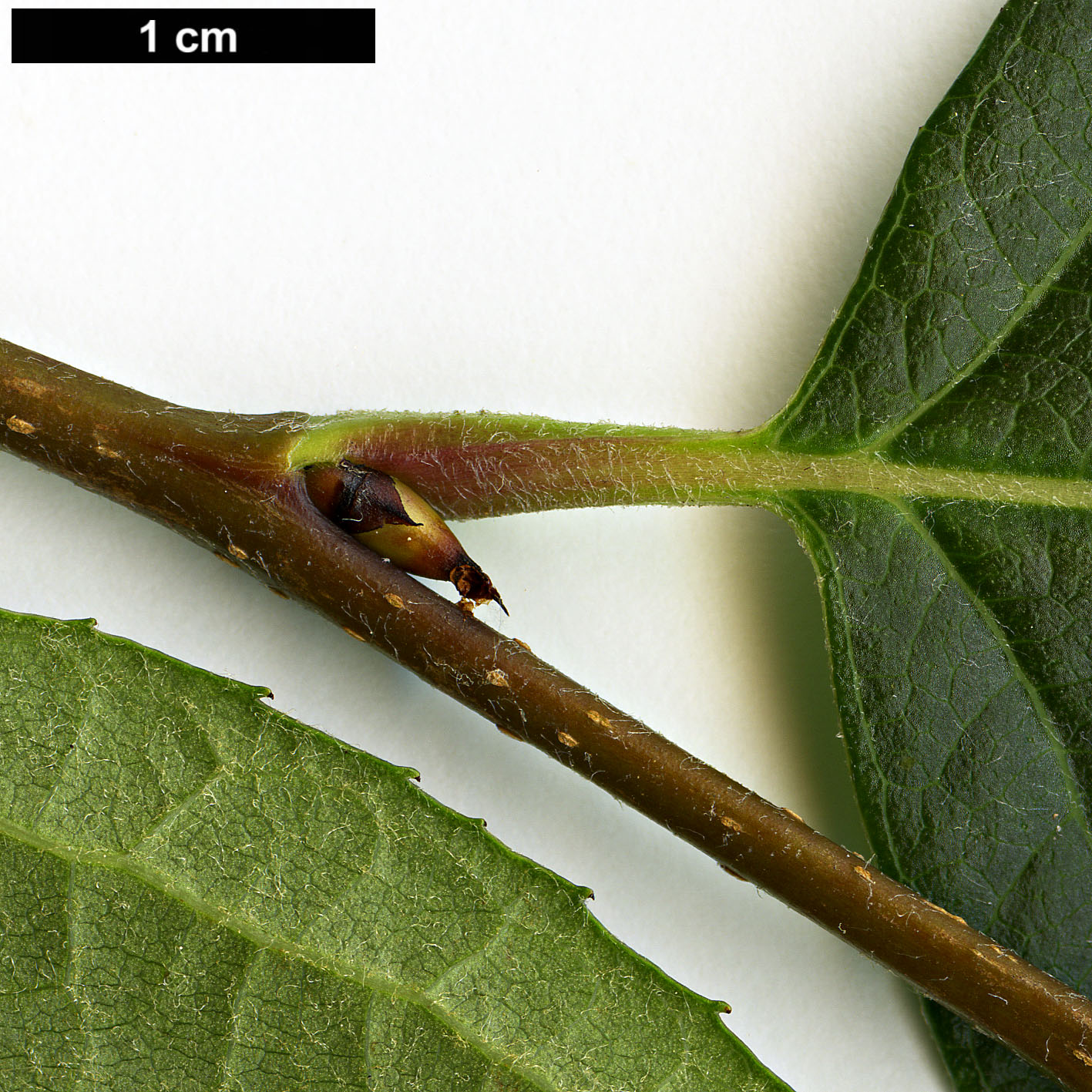 High resolution image: Family: Rosaceae - Genus: Photinia - Taxon: beauverdiana