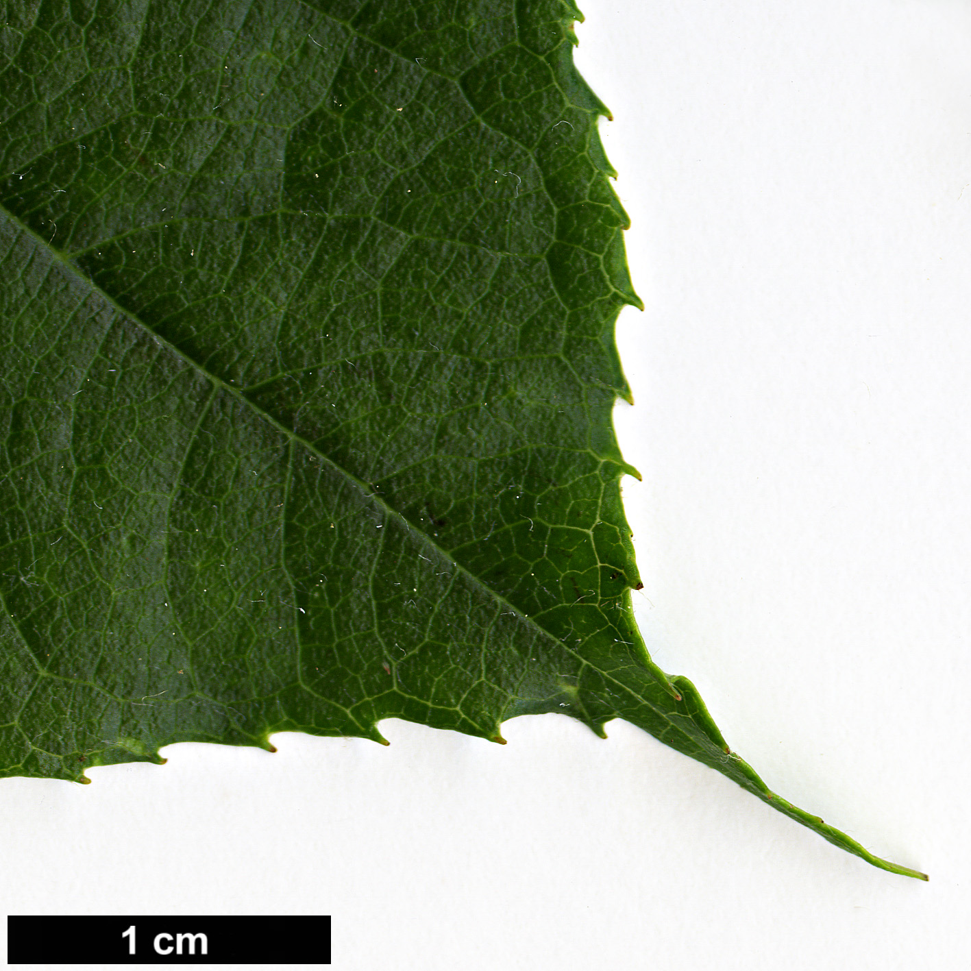 High resolution image: Family: Rosaceae - Genus: Photinia - Taxon: beauverdiana