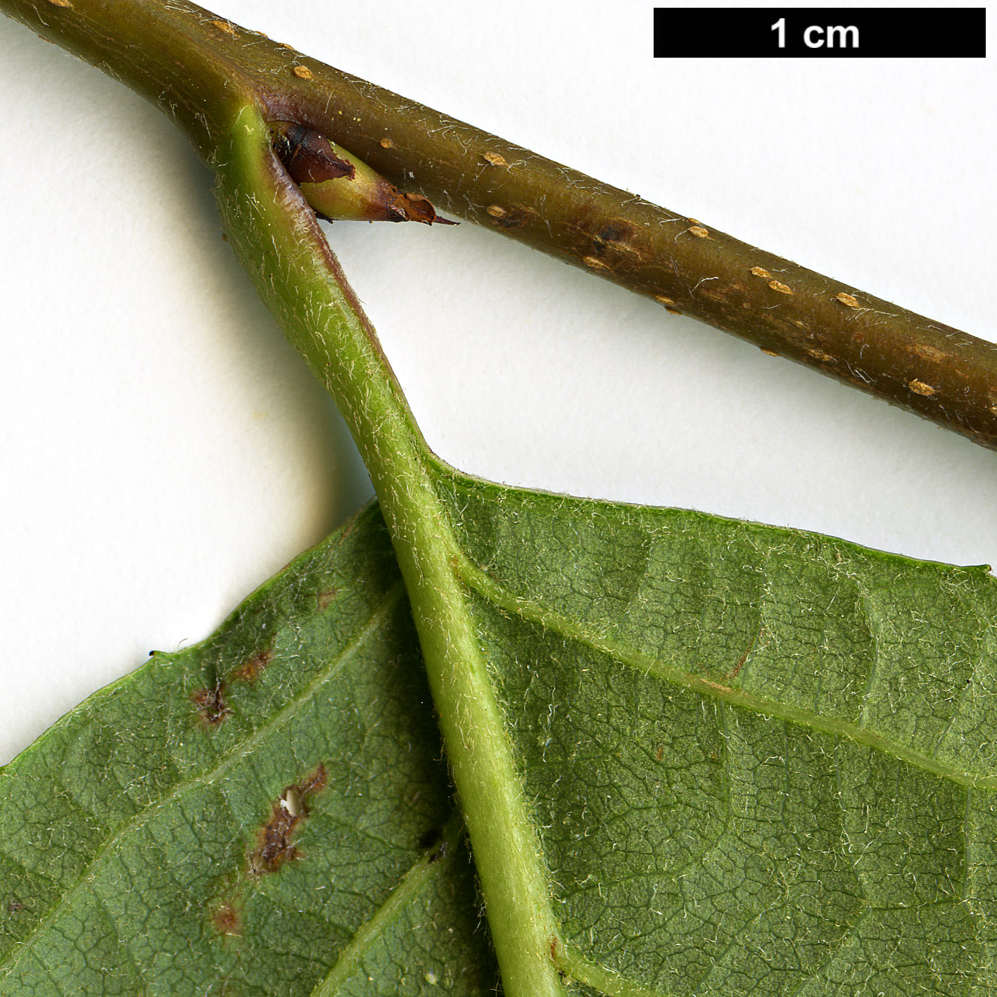 High resolution image: Family: Rosaceae - Genus: Photinia - Taxon: beauverdiana