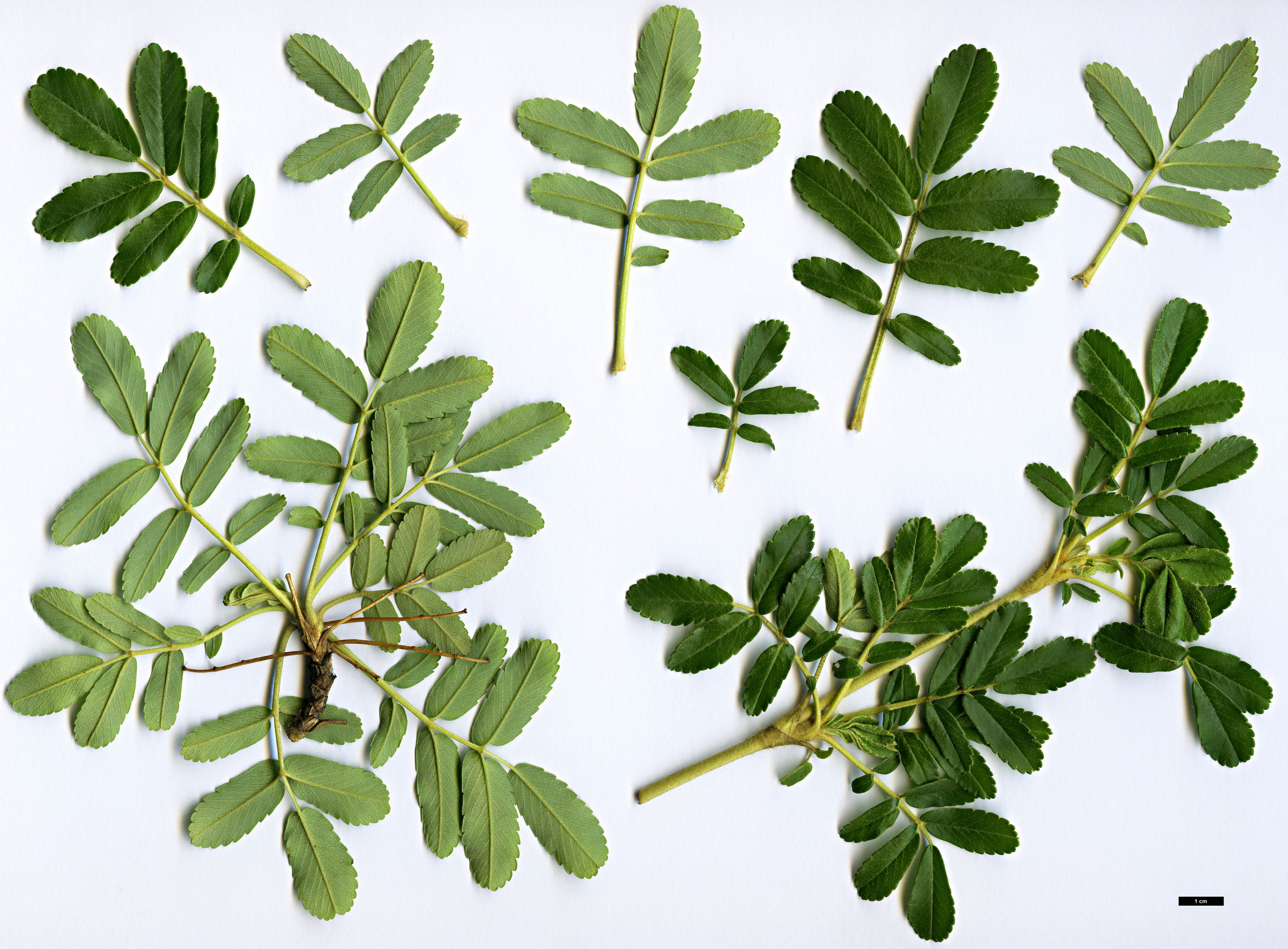 High resolution image: Family: Rosaceae - Genus: Polylepis - Taxon: australis
