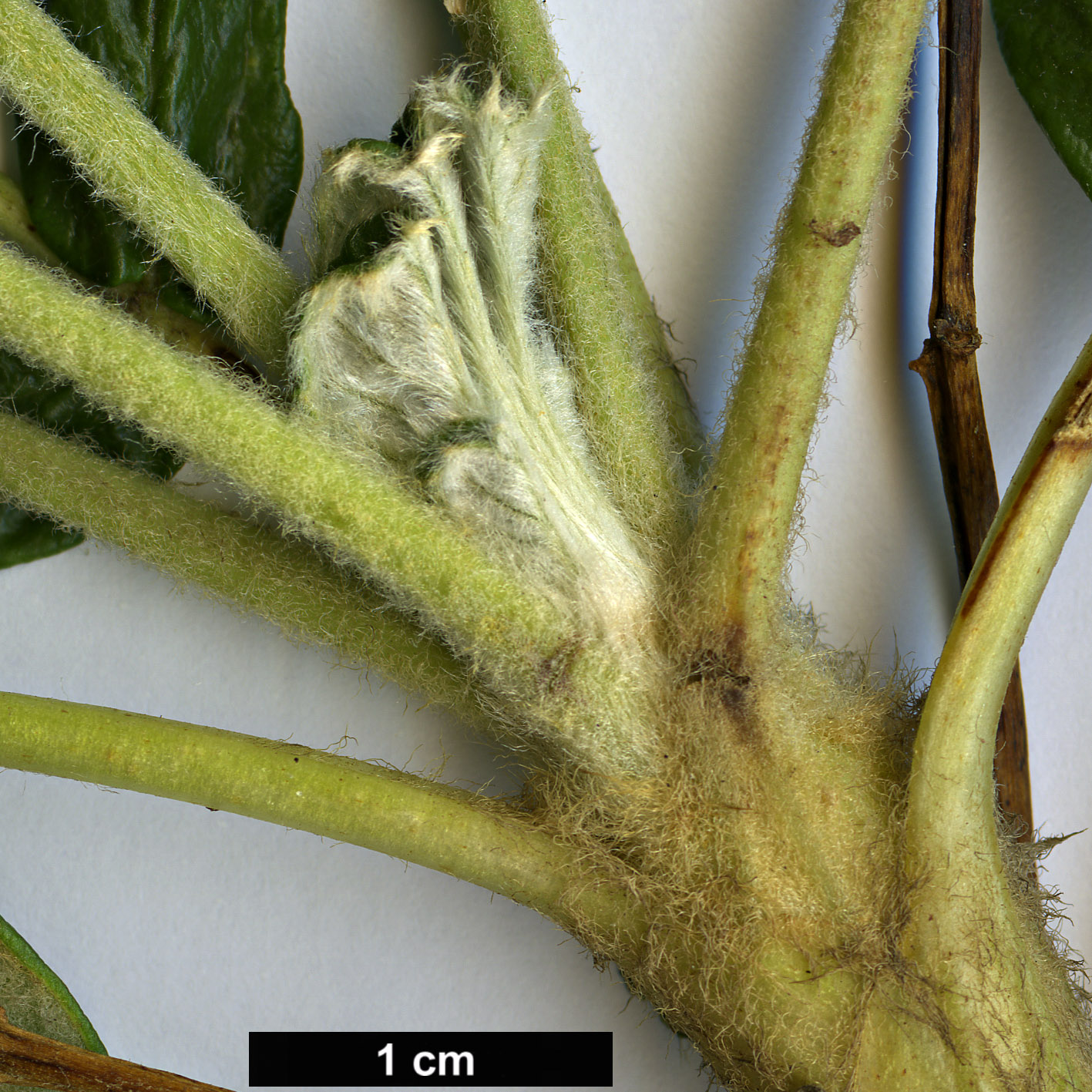 High resolution image: Family: Rosaceae - Genus: Polylepis - Taxon: lanata