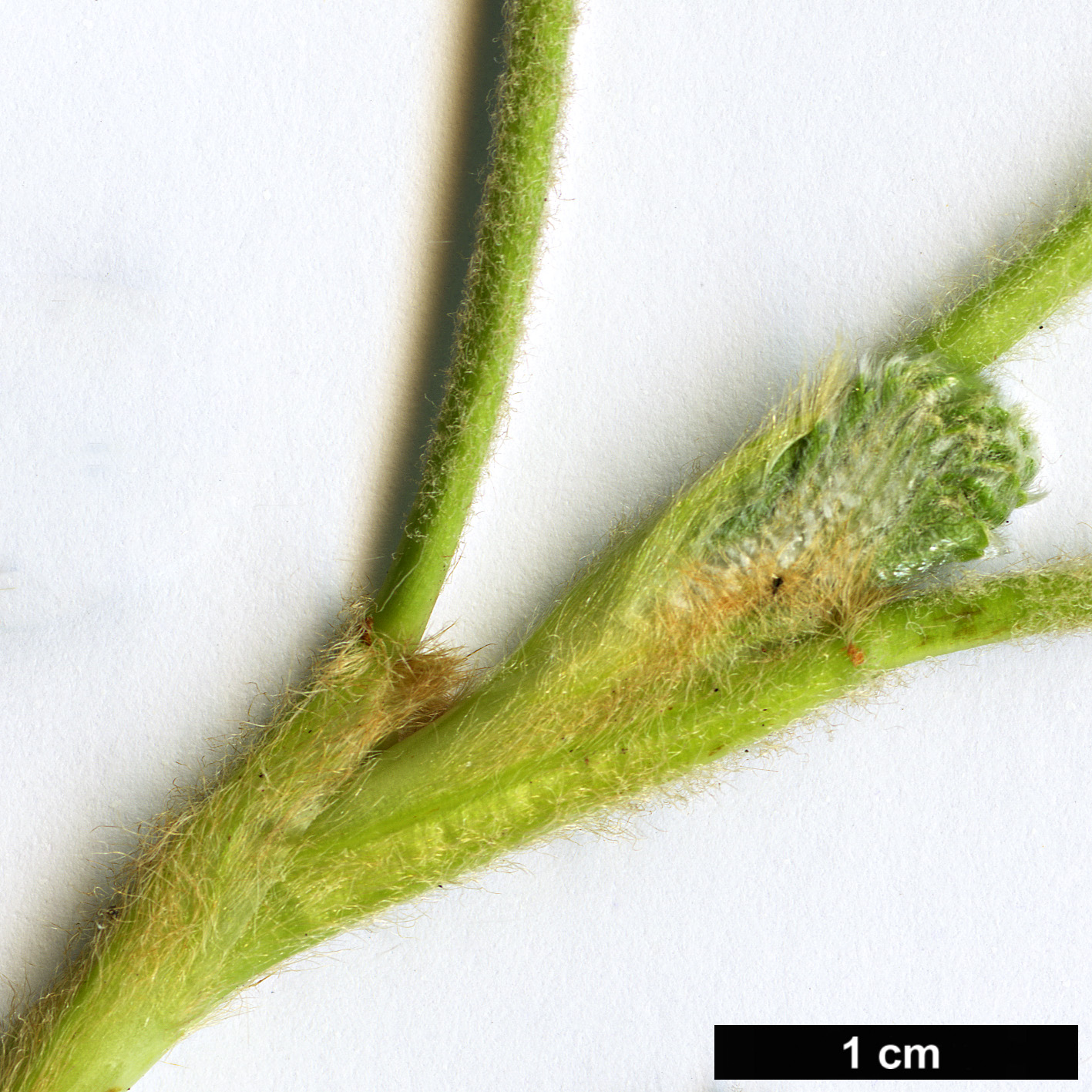 High resolution image: Family: Rosaceae - Genus: Polylepis - Taxon: quadrijuga