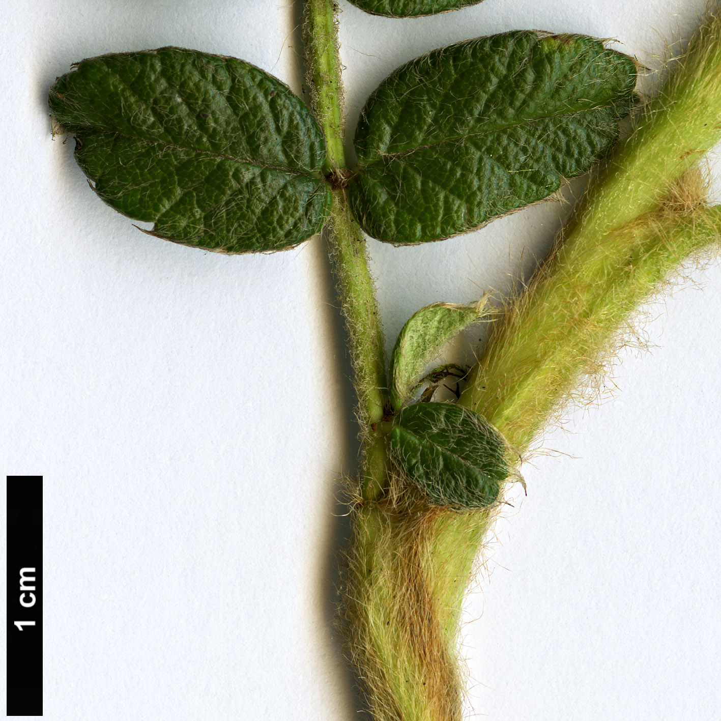 High resolution image: Family: Rosaceae - Genus: Polylepis - Taxon: quadrijuga