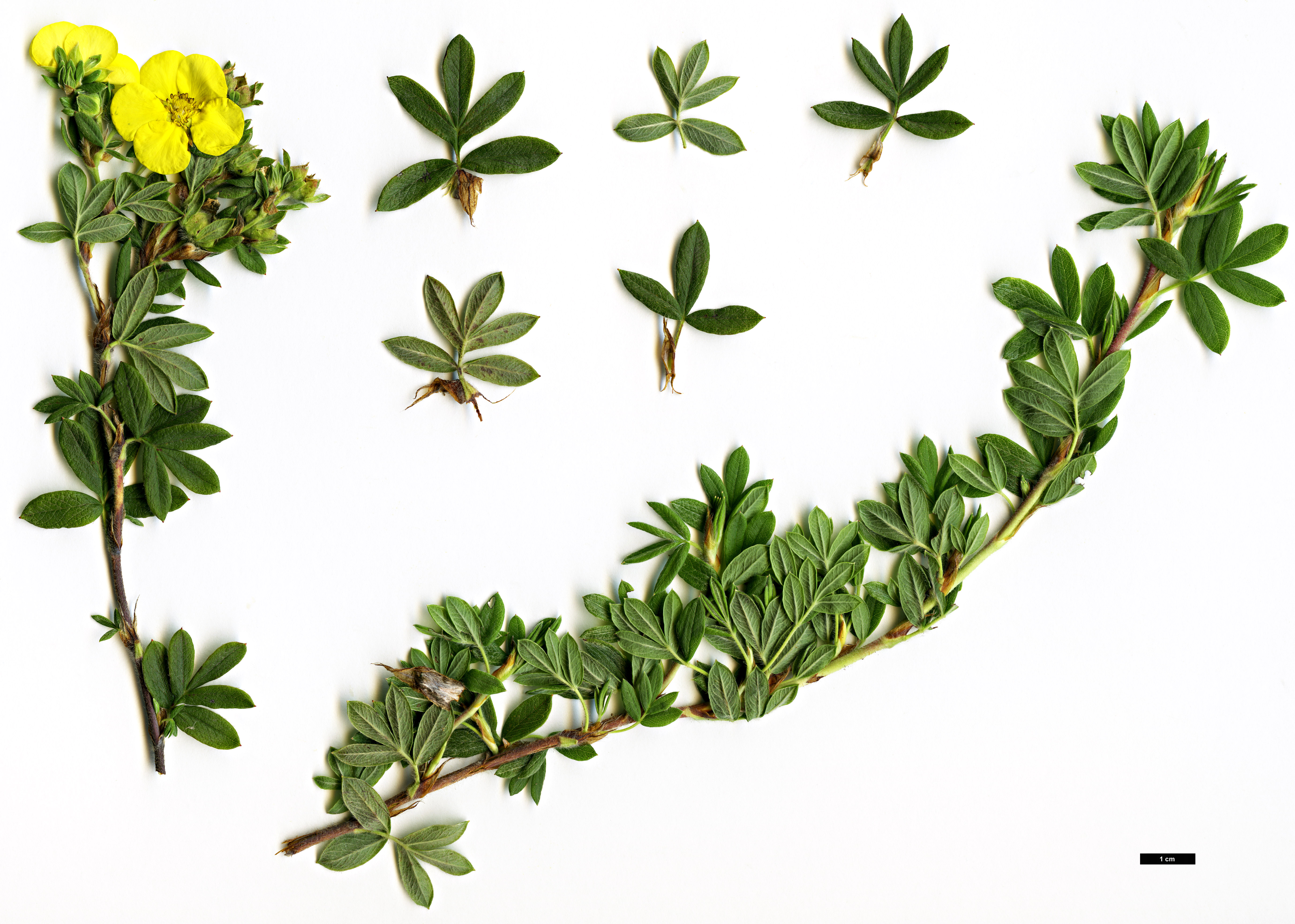 High resolution image: Family: Rosaceae - Genus: Potentilla - Taxon: fruticosa High resolution image: Family: Rosaceae - Genus: Potentilla - Taxon: fruticosa