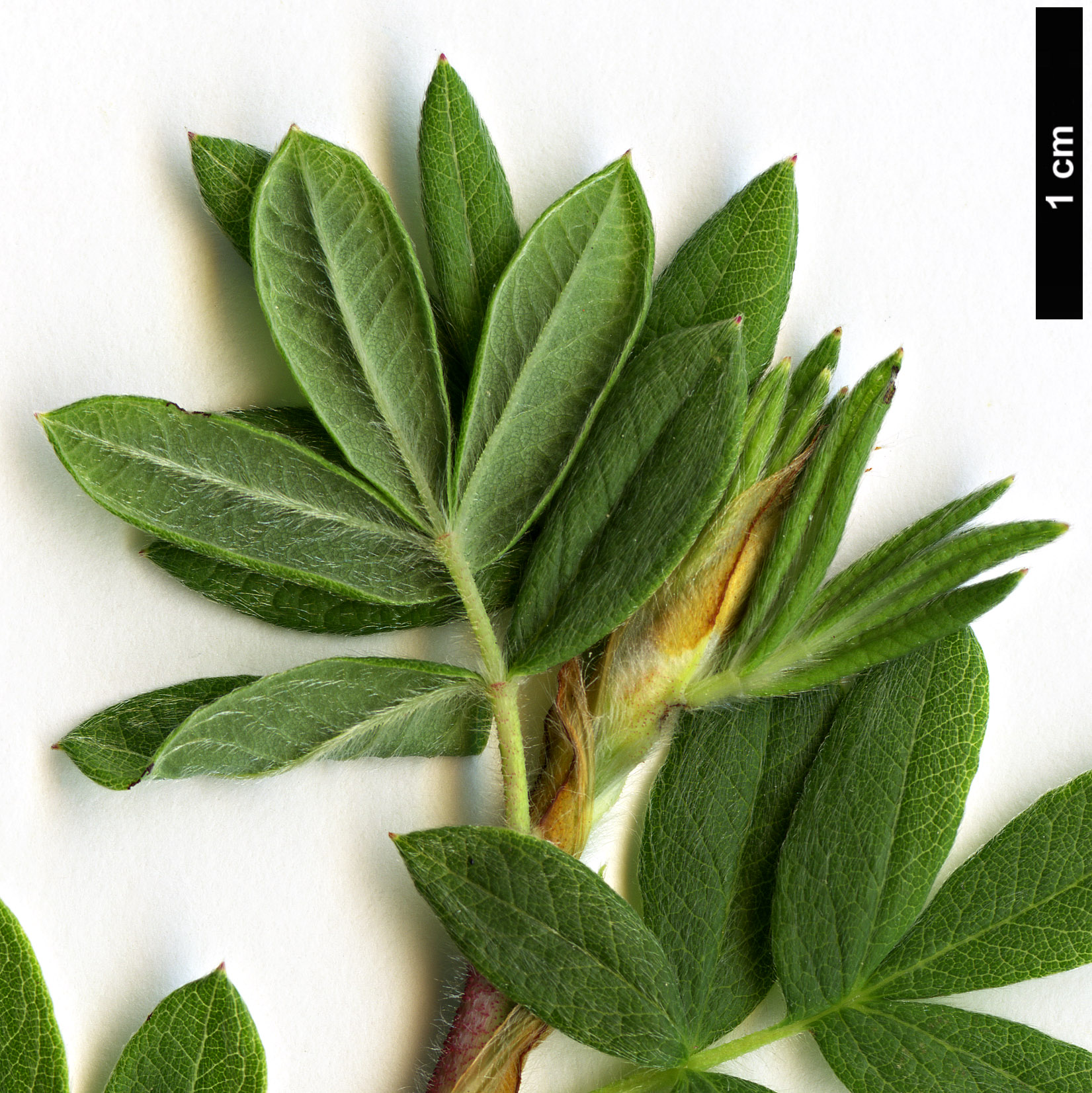 High resolution image: Family: Rosaceae - Genus: Potentilla - Taxon: fruticosa High resolution image: Family: Rosaceae - Genus: Potentilla - Taxon: fruticosa