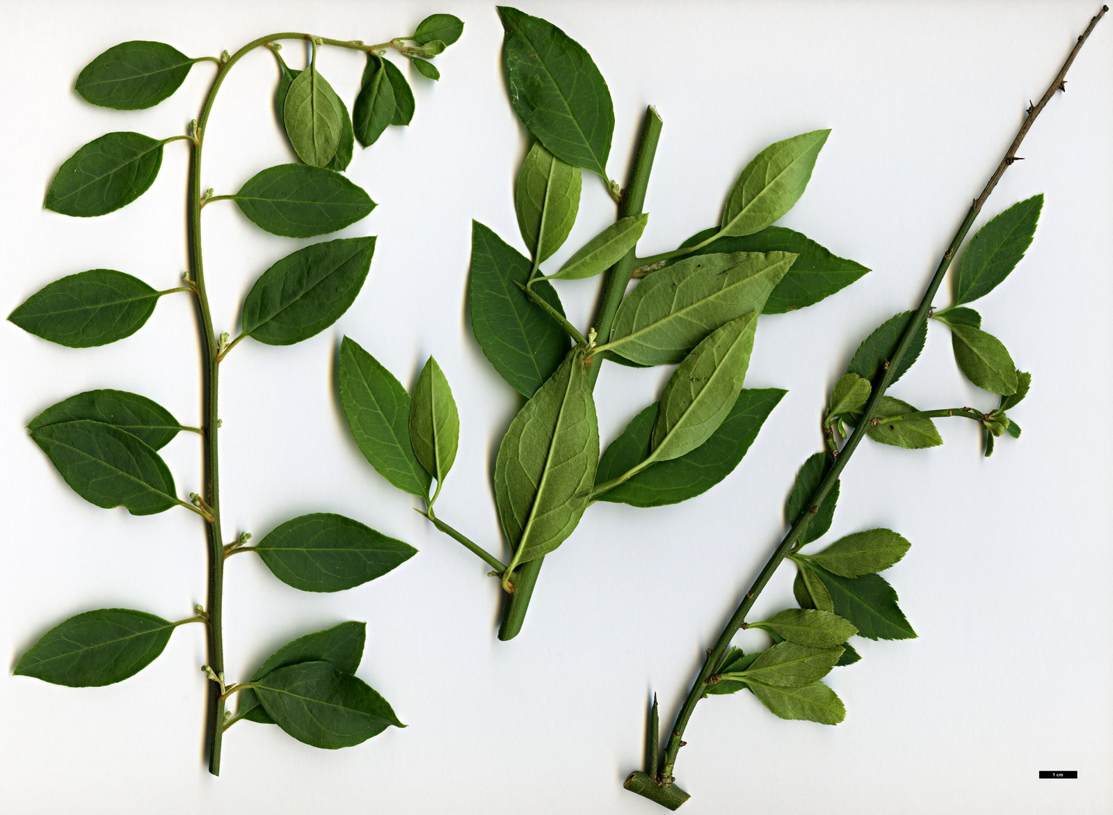 High resolution image: Family: Rosaceae - Genus: Prinsepia - Taxon: scandens High resolution image: Family: Rosaceae - Genus: Prinsepia - Taxon: scandens