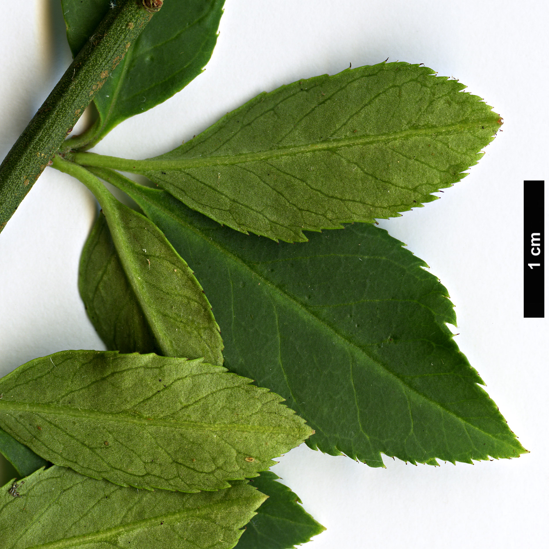 High resolution image: Family: Rosaceae - Genus: Prinsepia - Taxon: scandens High resolution image: Family: Rosaceae - Genus: Prinsepia - Taxon: scandens