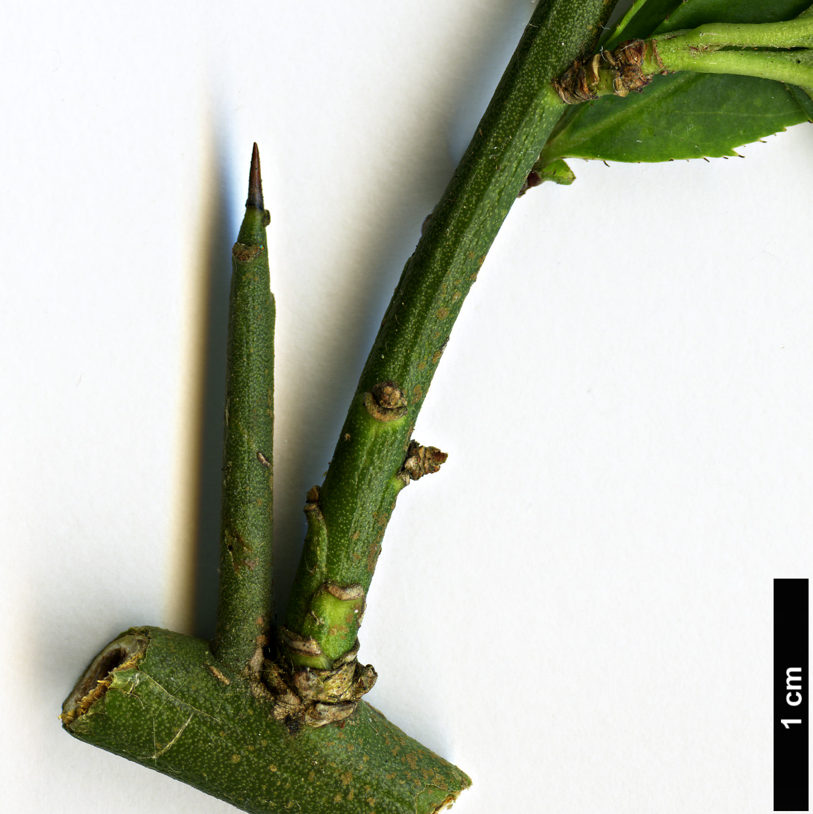 High resolution image: Family: Rosaceae - Genus: Prinsepia - Taxon: scandens High resolution image: Family: Rosaceae - Genus: Prinsepia - Taxon: scandens