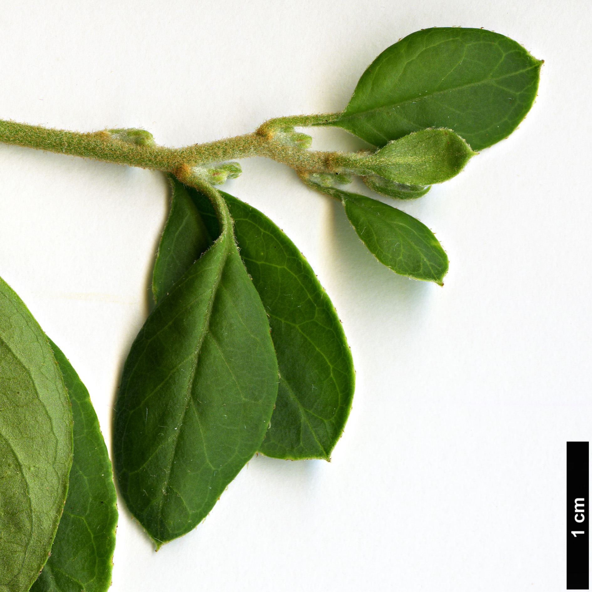 High resolution image: Family: Rosaceae - Genus: Prinsepia - Taxon: scandens High resolution image: Family: Rosaceae - Genus: Prinsepia - Taxon: scandens