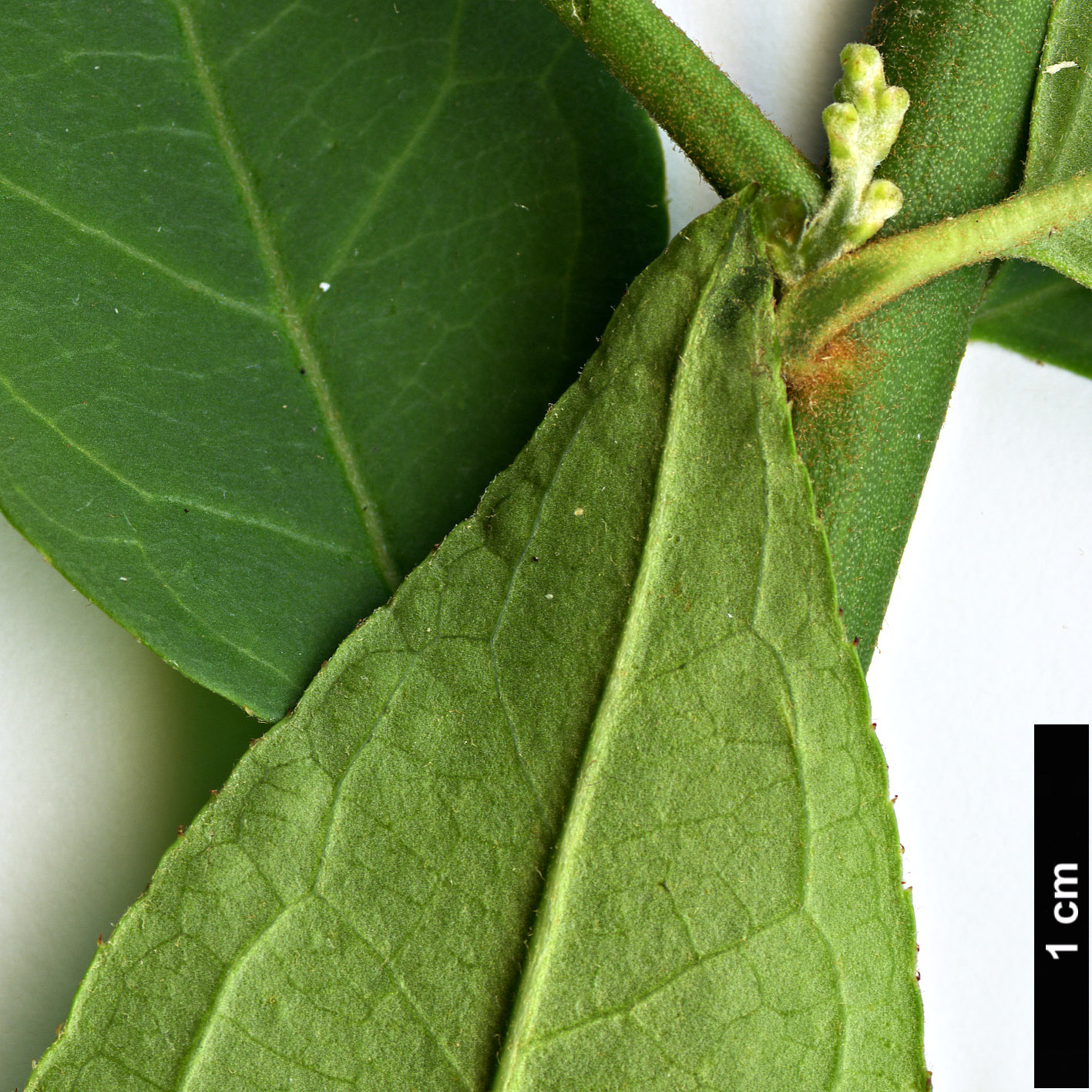 High resolution image: Family: Rosaceae - Genus: Prinsepia - Taxon: scandens High resolution image: Family: Rosaceae - Genus: Prinsepia - Taxon: scandens