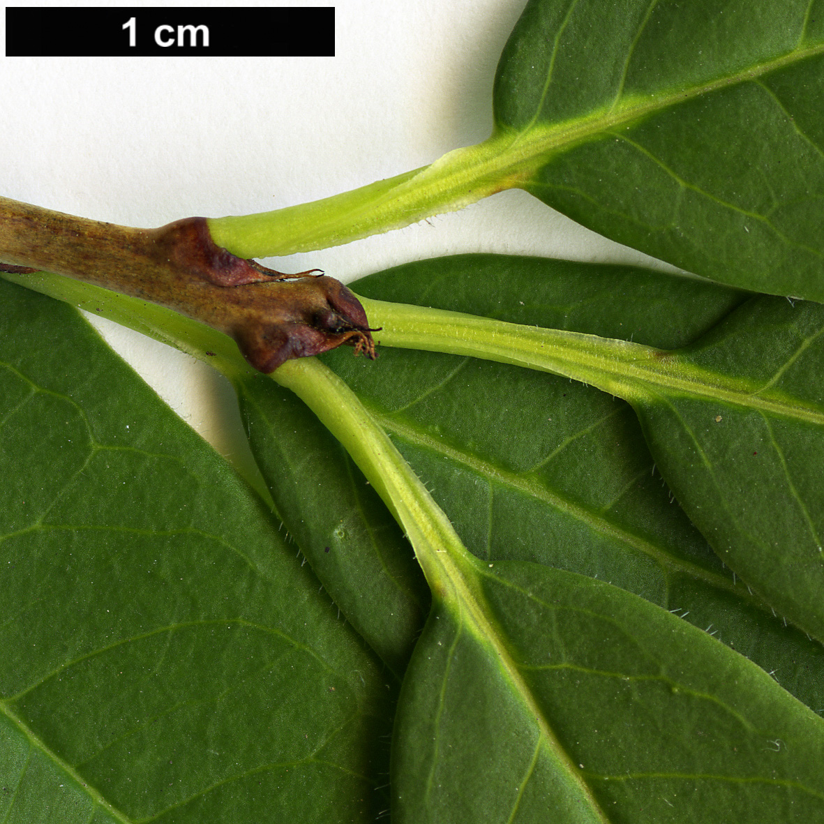 High resolution image: Family: Rosaceae - Genus: Prinsepia - Taxon: sinensis High resolution image: Family: Rosaceae - Genus: Prinsepia - Taxon: sinensis