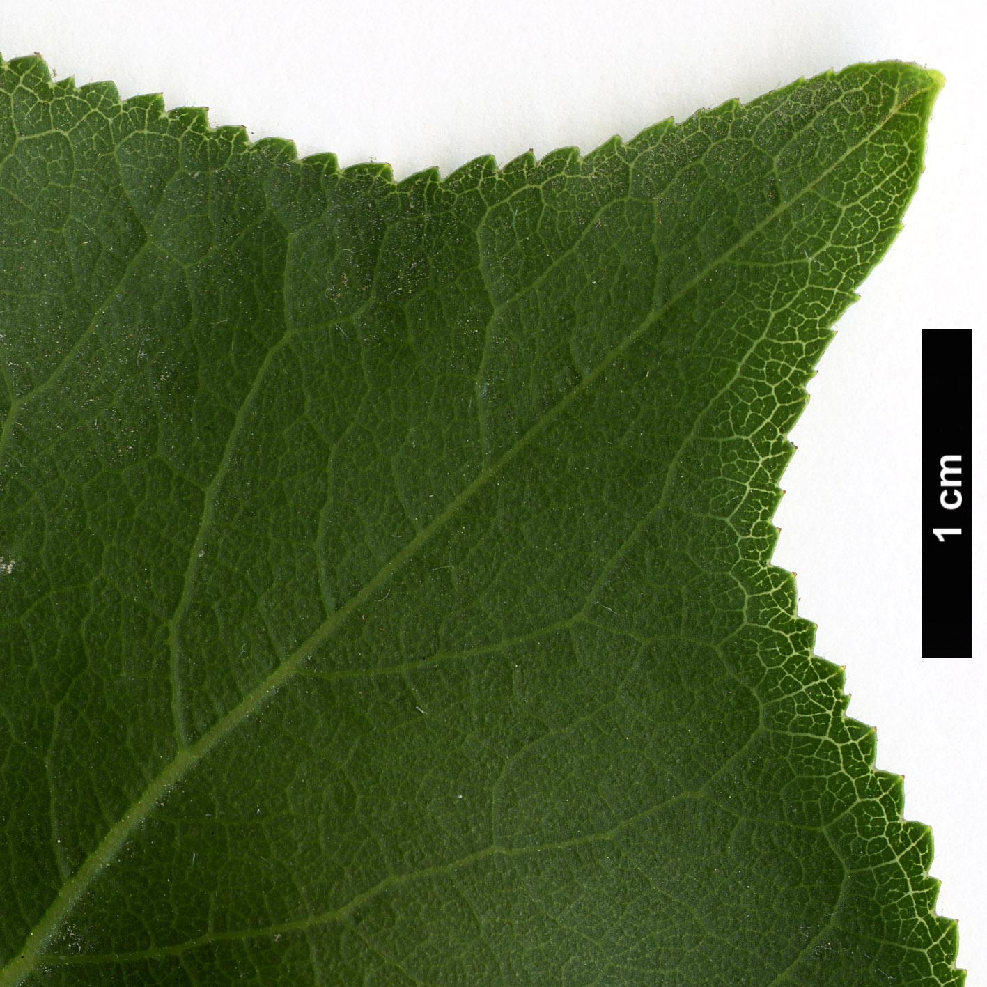 High resolution image: Family: Rosaceae - Genus: Prunus - Taxon: armeniaca