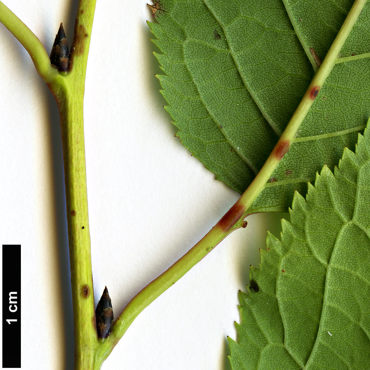 High resolution image: Family: Rosaceae - Genus: Prunus - Taxon: brigantina