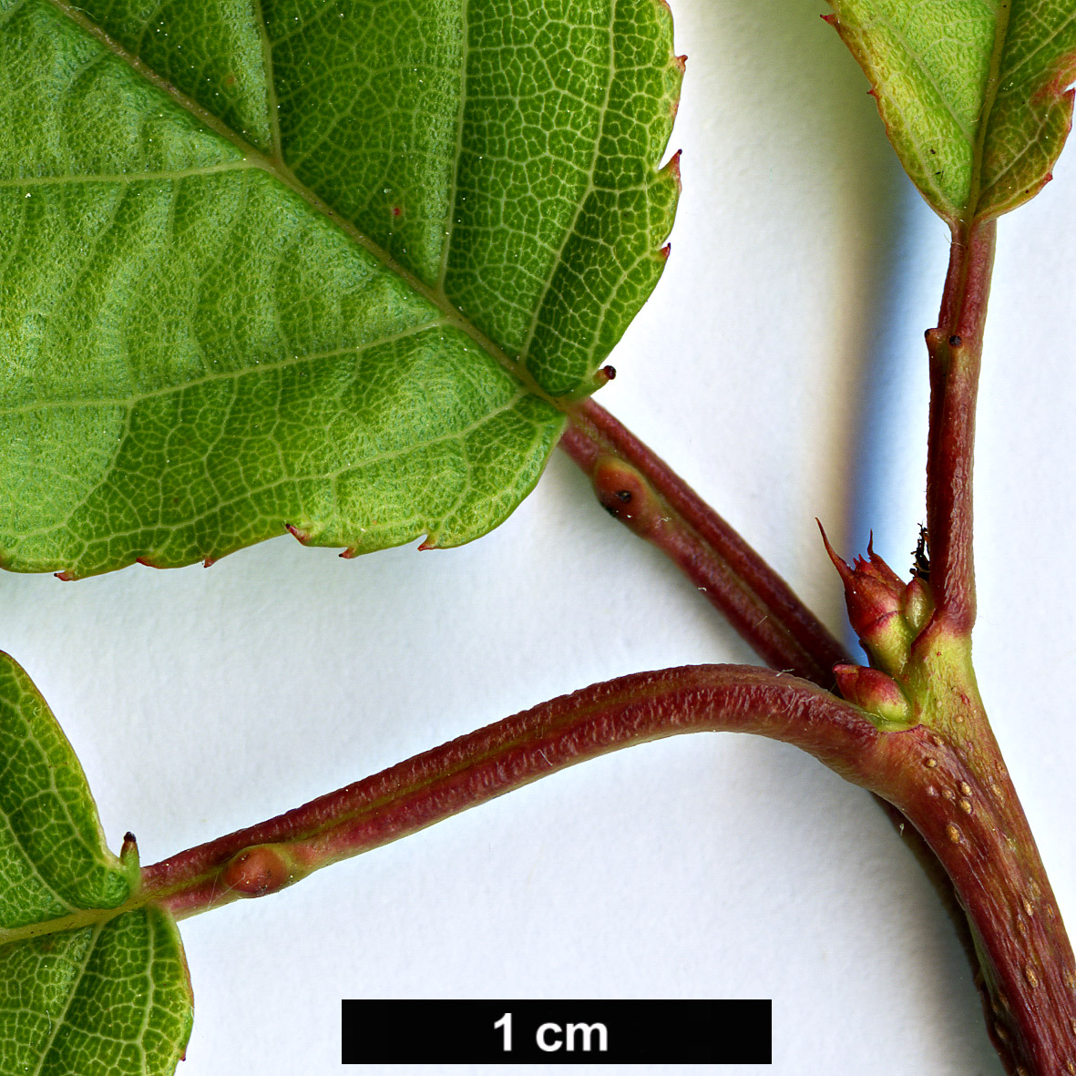 High resolution image: Family: Rosaceae - Genus: Prunus - Taxon: campanulata