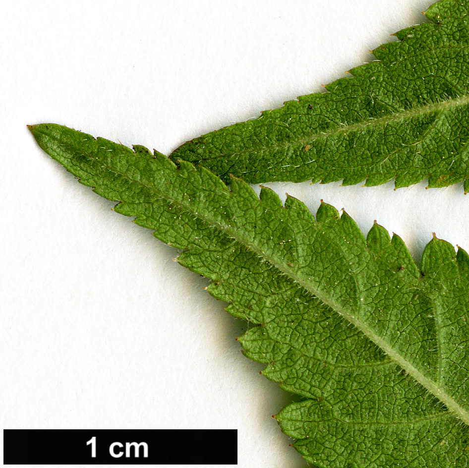 High resolution image: Family: Rosaceae - Genus: Prunus - Taxon: canescens