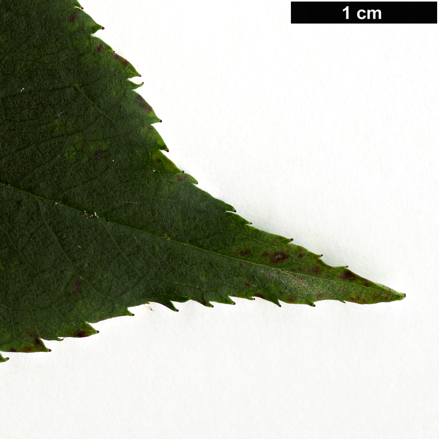 High resolution image: Family: Rosaceae - Genus: Prunus - Taxon: cerasoides