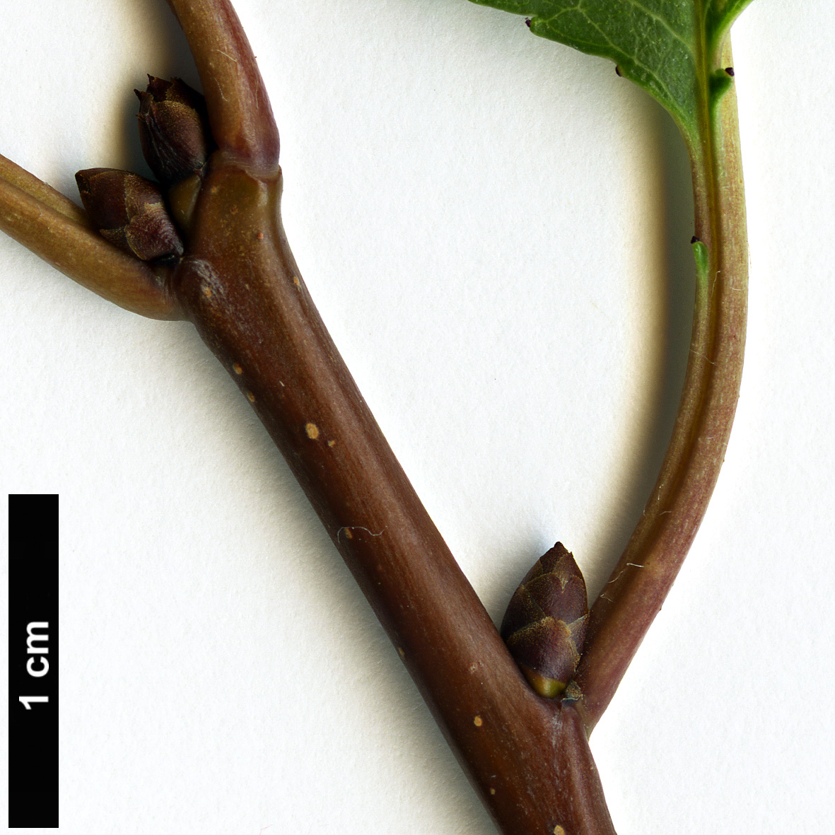 High resolution image: Family: Rosaceae - Genus: Prunus - Taxon: cerasus High resolution image: Family: Rosaceae - Genus: Prunus - Taxon: cerasus