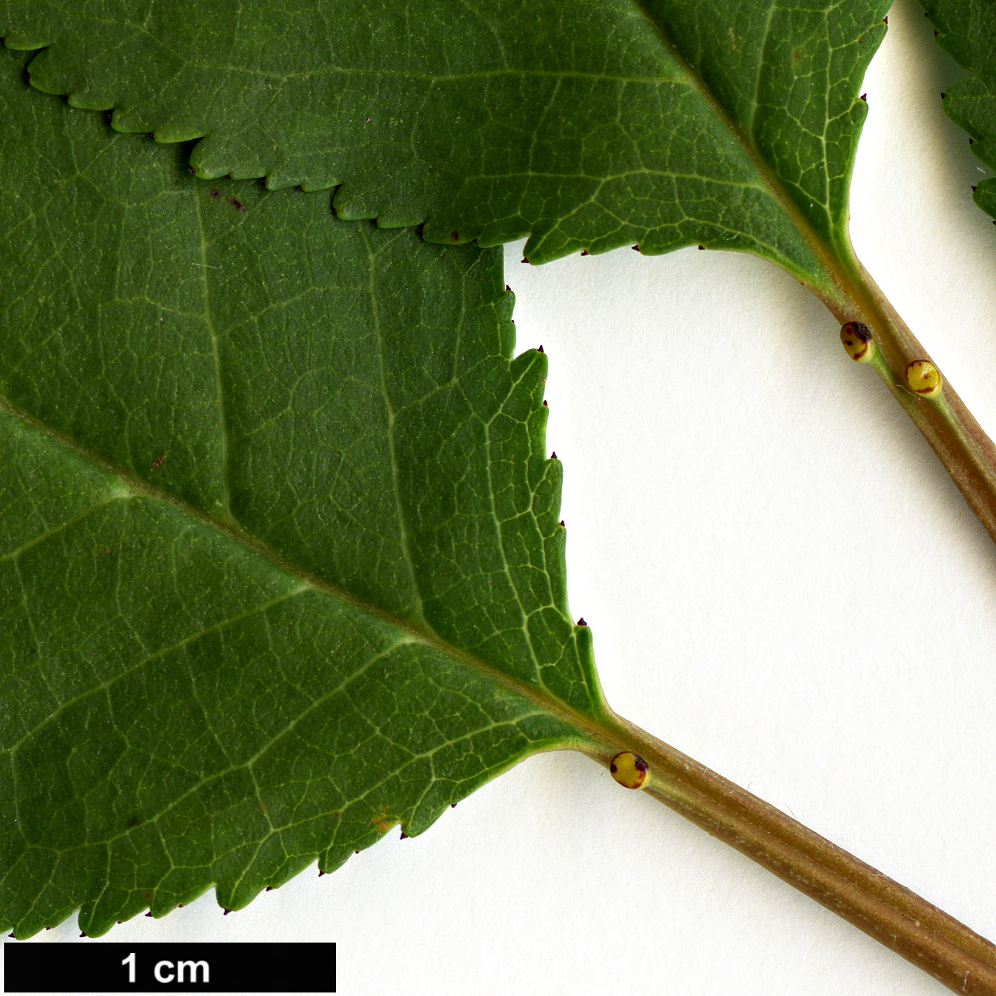 High resolution image: Family: Rosaceae - Genus: Prunus - Taxon: cerasus