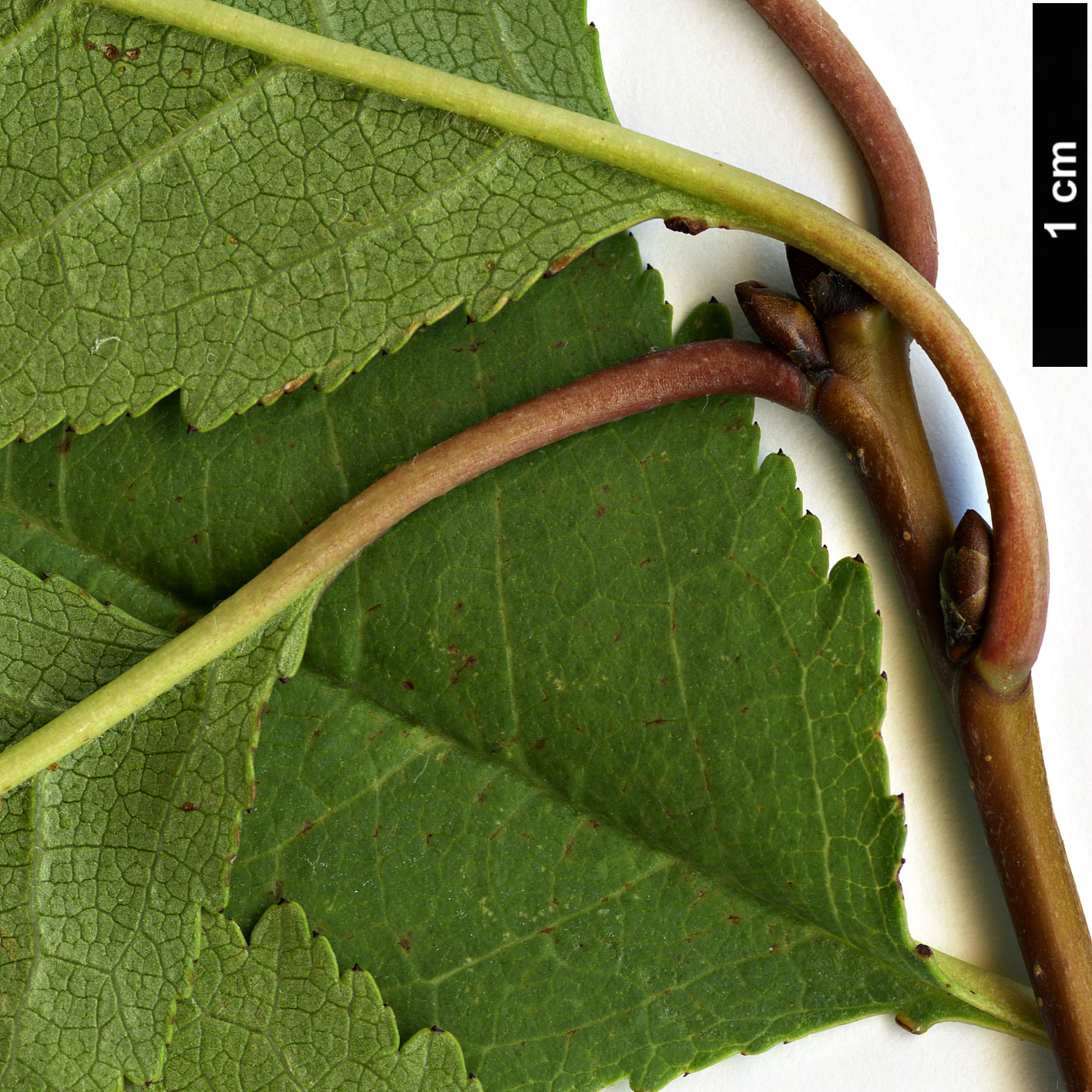 High resolution image: Family: Rosaceae - Genus: Prunus - Taxon: cerasus High resolution image: Family: Rosaceae - Genus: Prunus - Taxon: cerasus