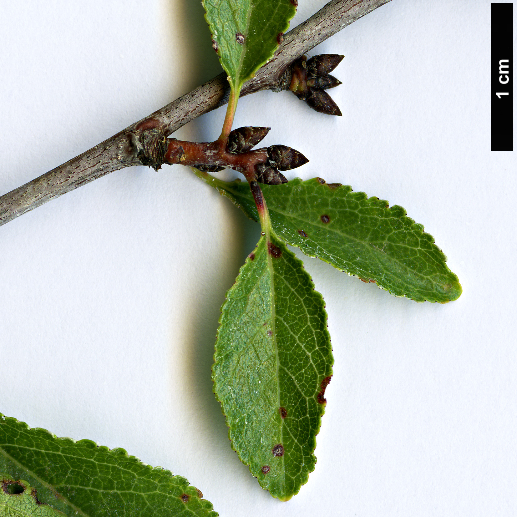 High resolution image: Family: Rosaceae - Genus: Prunus - Taxon: cocomilia