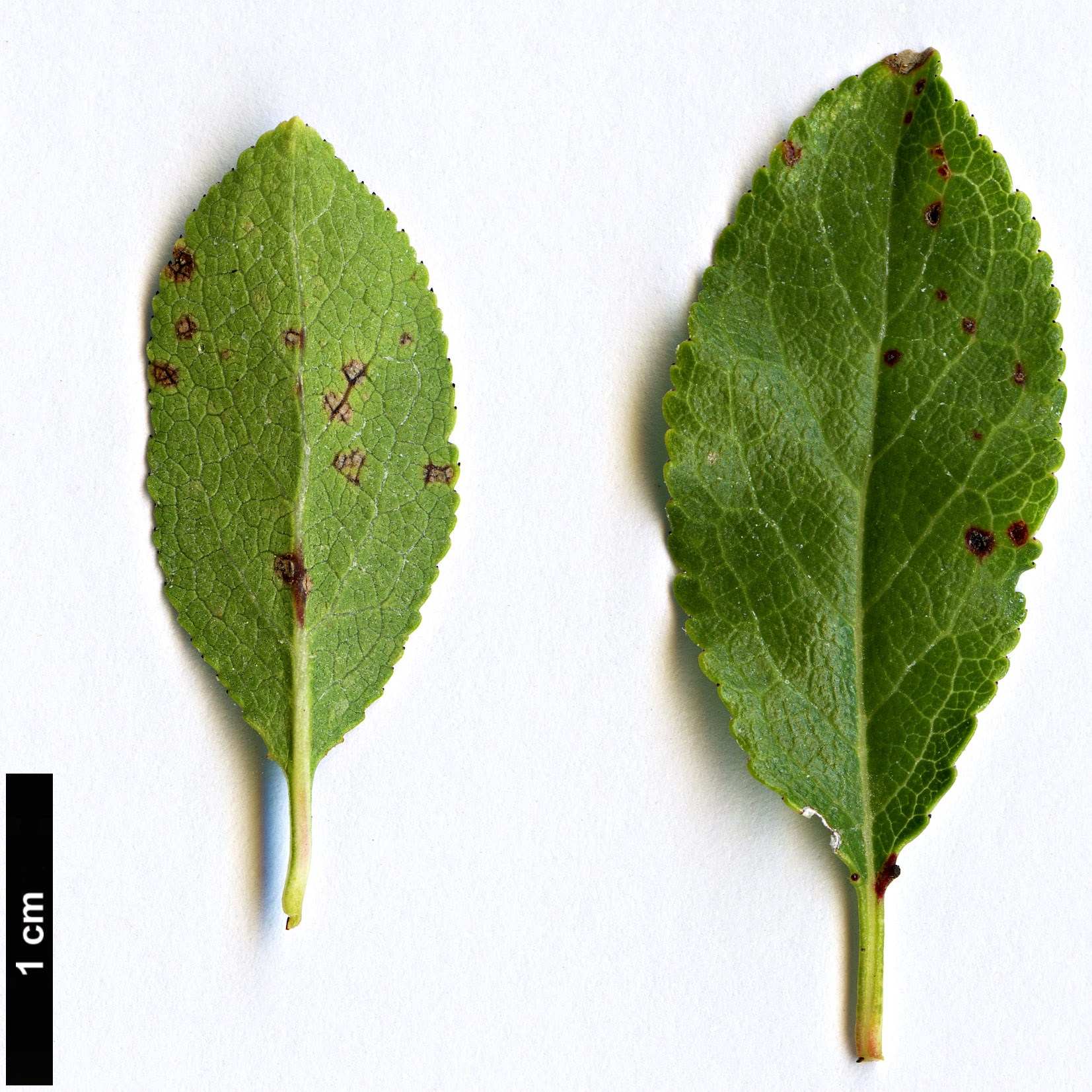 High resolution image: Family: Rosaceae - Genus: Prunus - Taxon: cocomilia