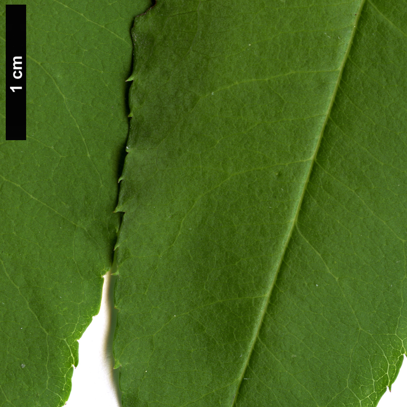 High resolution image: Family: Rosaceae - Genus: Prunus - Taxon: davidiana
