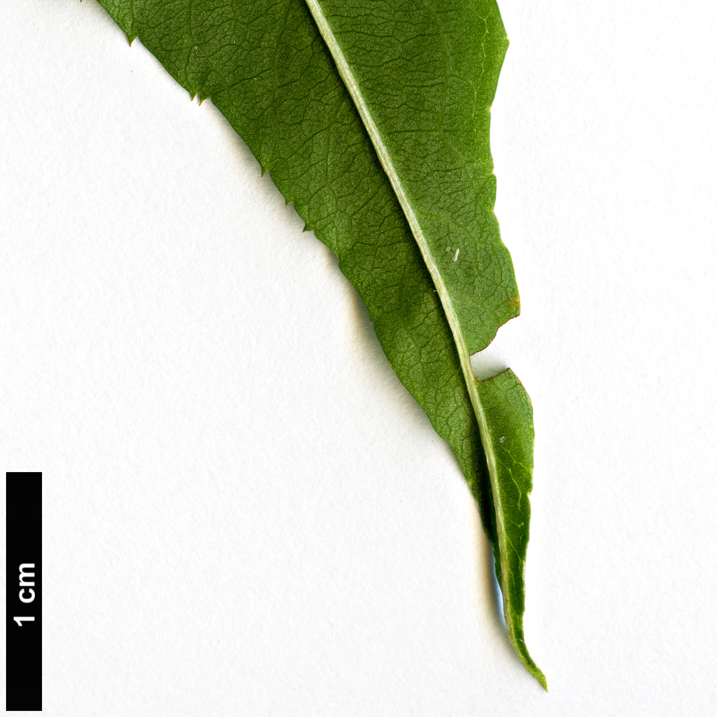 High resolution image: Family: Rosaceae - Genus: Prunus - Taxon: davidiana