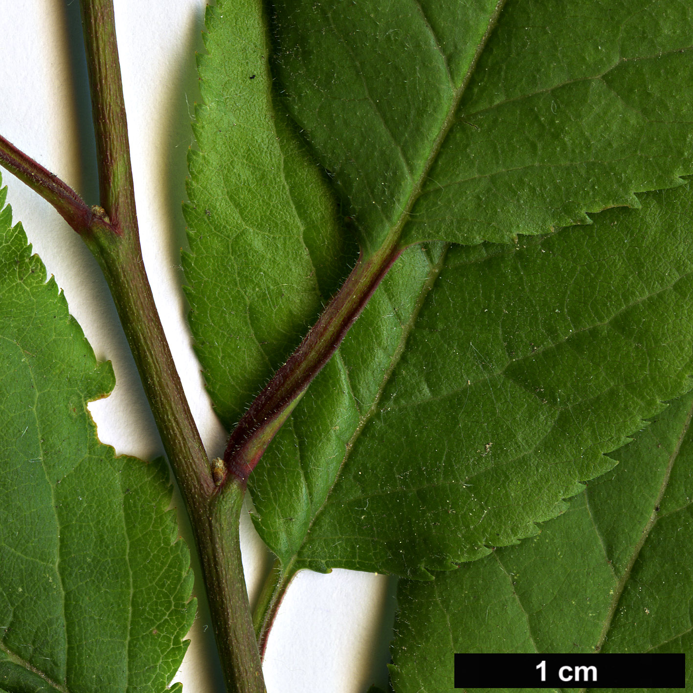 High resolution image: Family: Rosaceae - Genus: Prunus - Taxon: divaricata