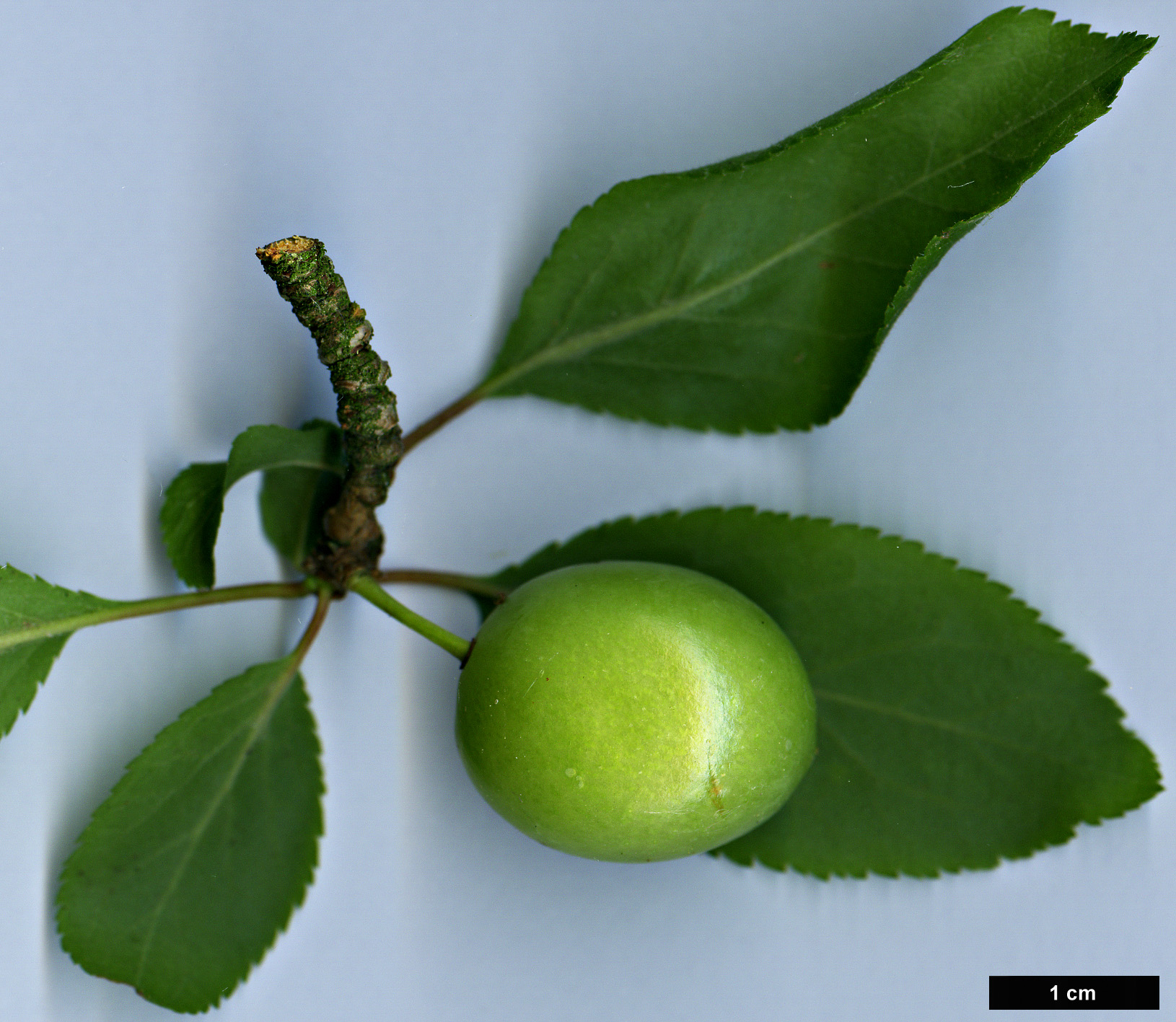 High resolution image: Family: Rosaceae - Genus: Prunus - Taxon: divaricata