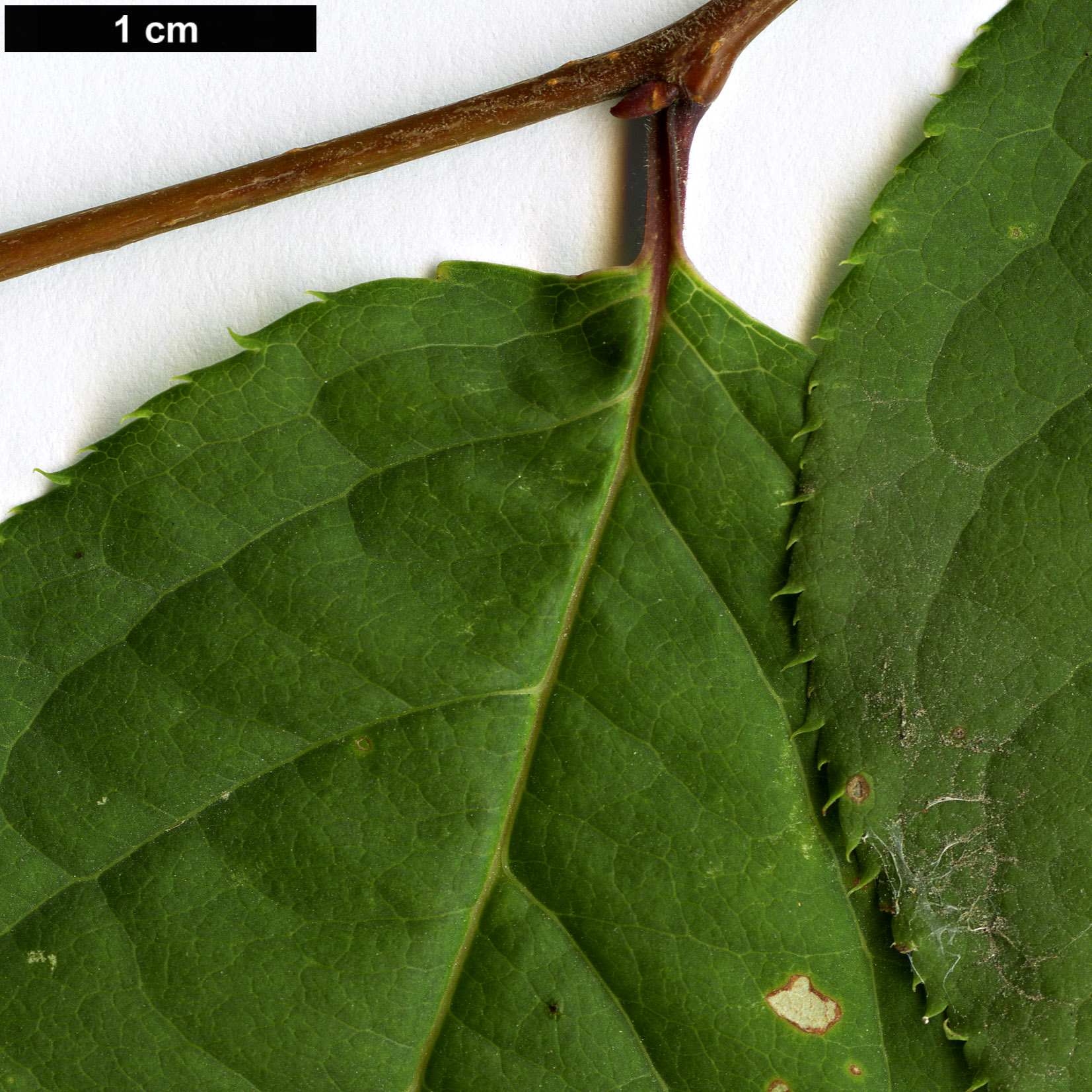 High resolution image: Family: Rosaceae - Genus: Prunus - Taxon: grayana High resolution image: Family: Rosaceae - Genus: Prunus - Taxon: grayana