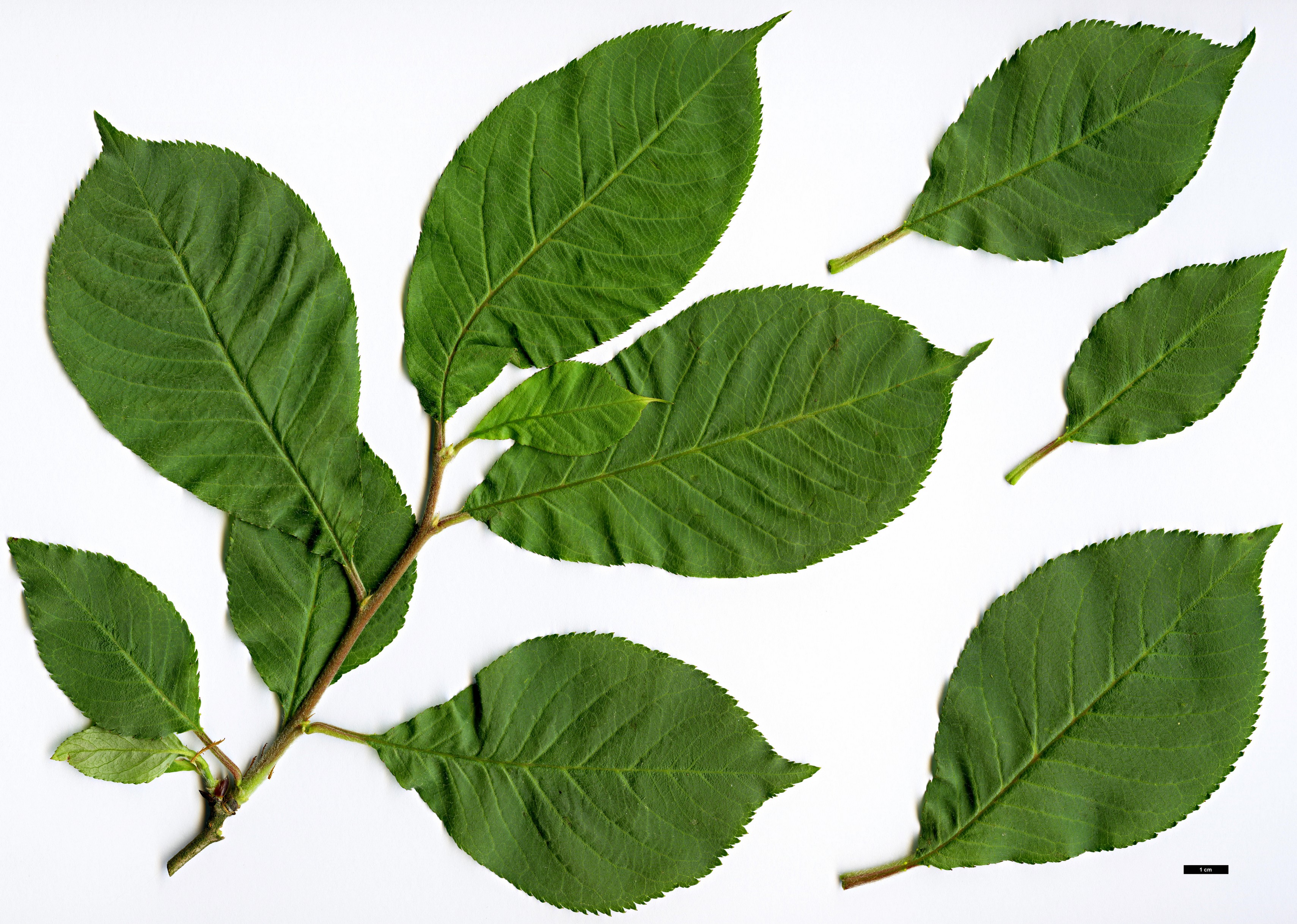 High resolution image: Family: Rosaceae - Genus: Prunus - Taxon: himalaica High resolution image: Family: Rosaceae - Genus: Prunus - Taxon: himalaica