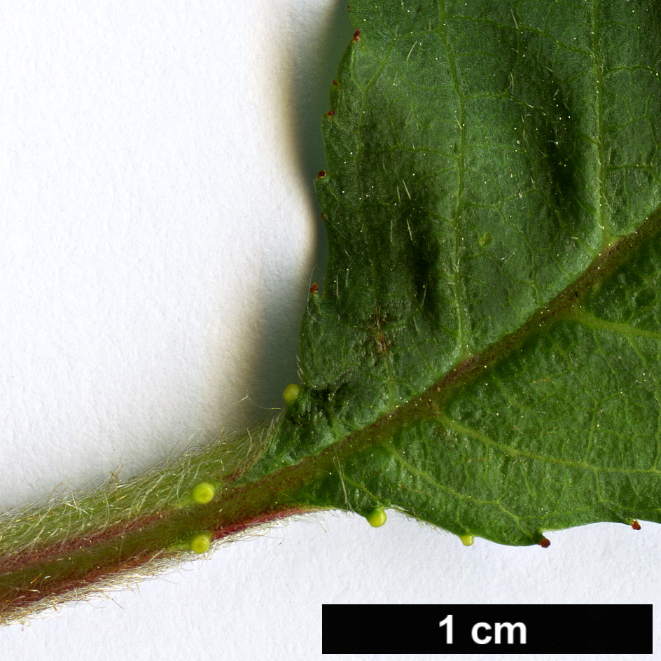 High resolution image: Family: Rosaceae - Genus: Prunus - Taxon: himalaica High resolution image: Family: Rosaceae - Genus: Prunus - Taxon: himalaica