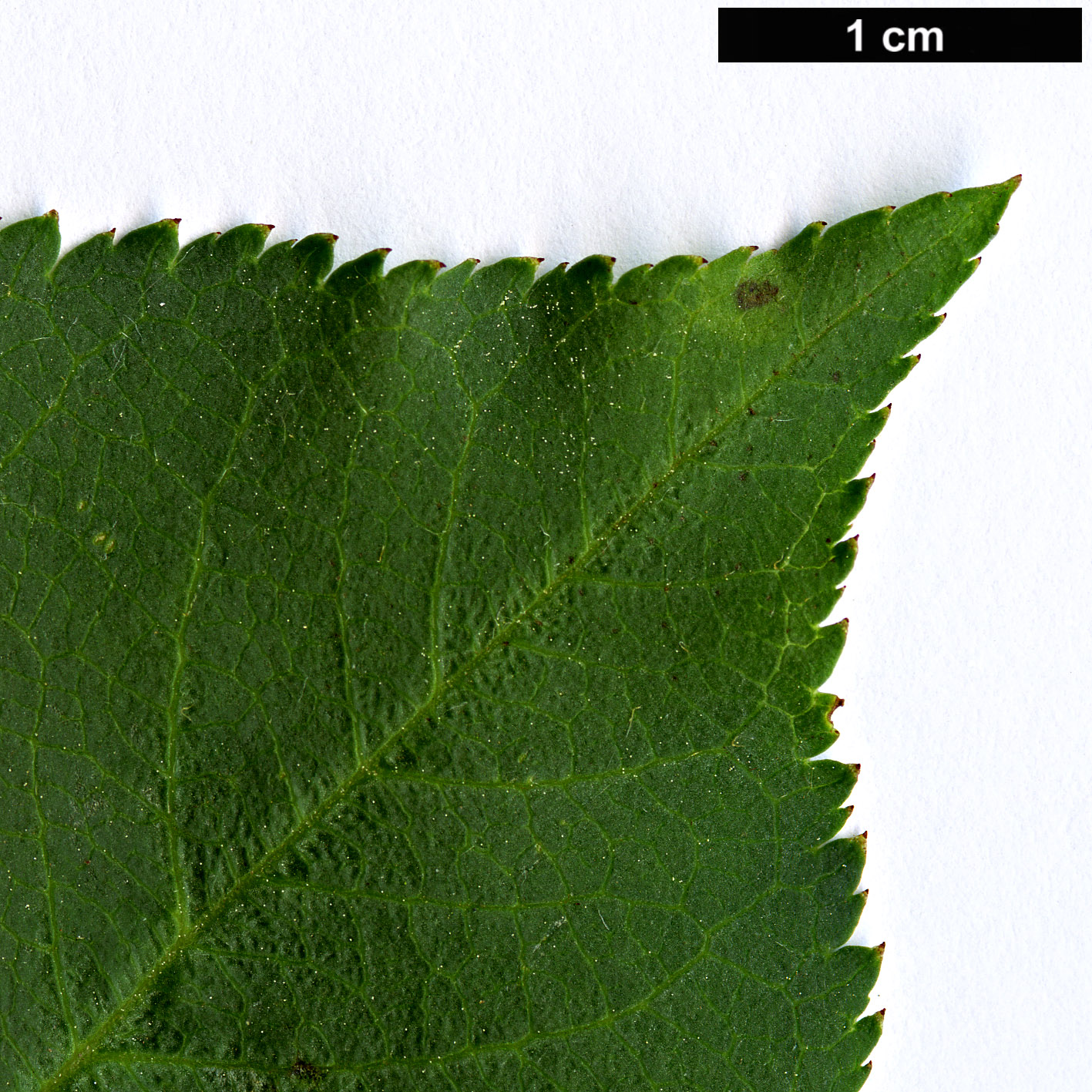 High resolution image: Family: Rosaceae - Genus: Prunus - Taxon: himalaica