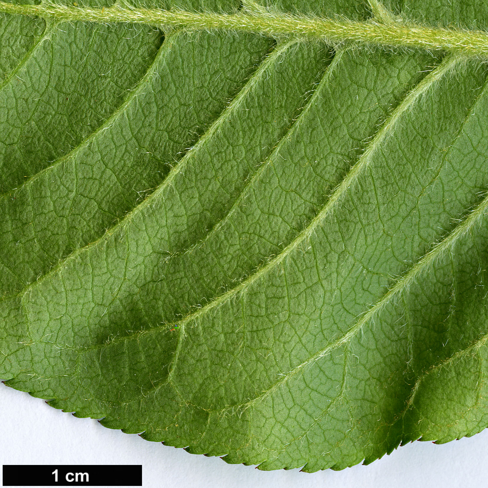 High resolution image: Family: Rosaceae - Genus: Prunus - Taxon: himalaica