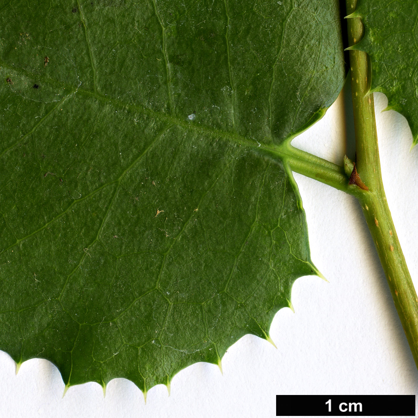 High resolution image: Family: Rosaceae - Genus: Prunus - Taxon: ilicifolia