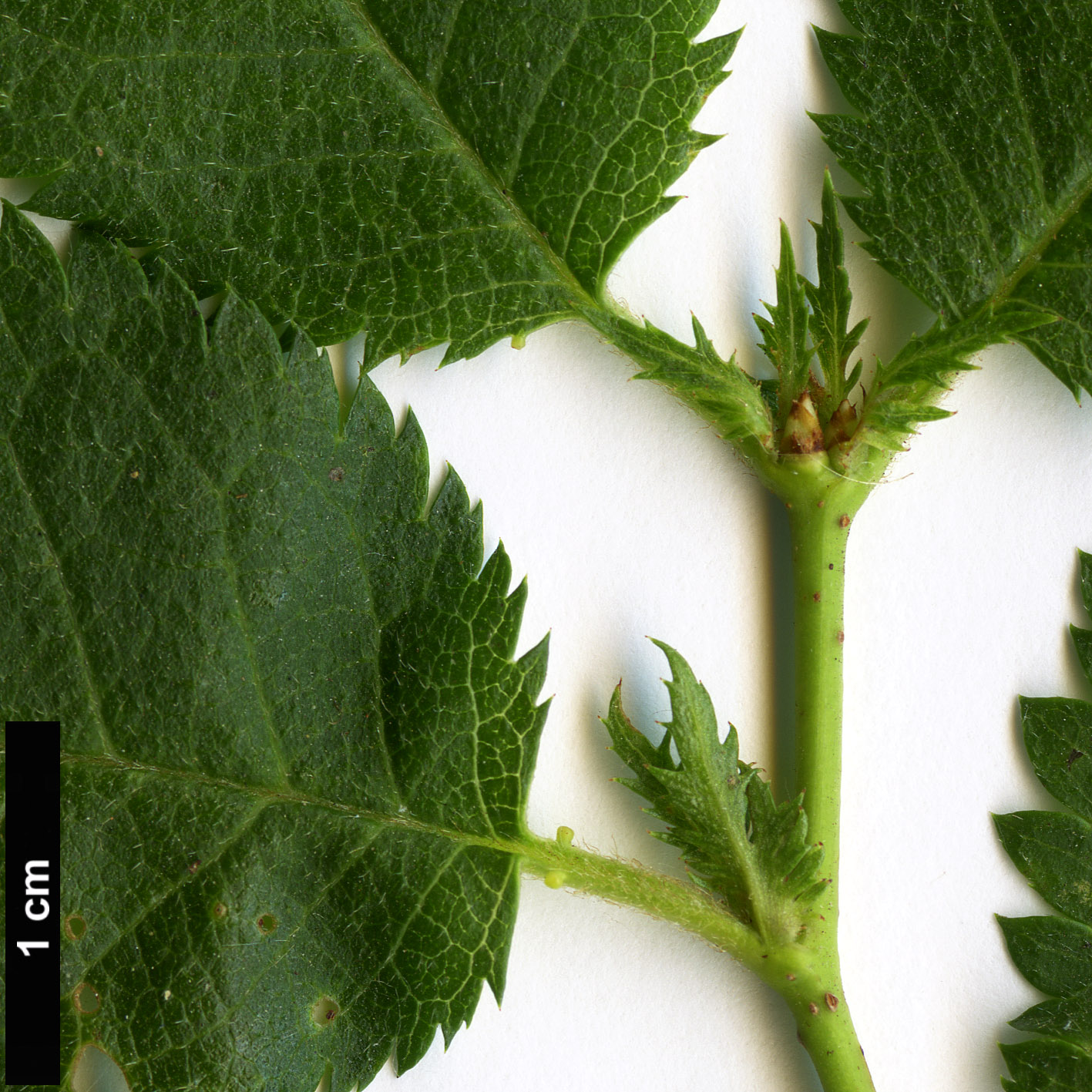 High resolution image: Family: Rosaceae - Genus: Prunus - Taxon: incisa